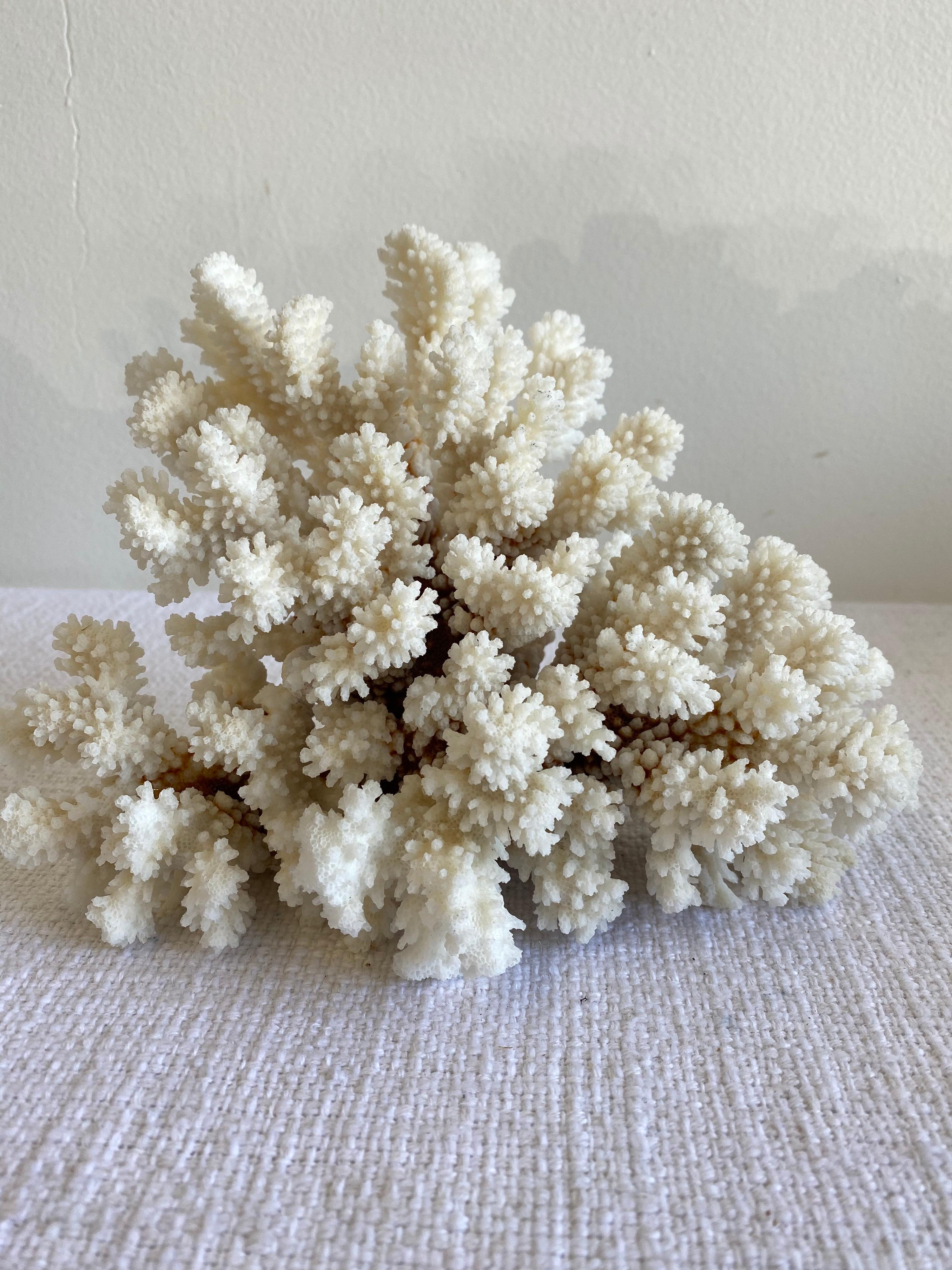 Natural White Coral In Good Condition In Brea, CA