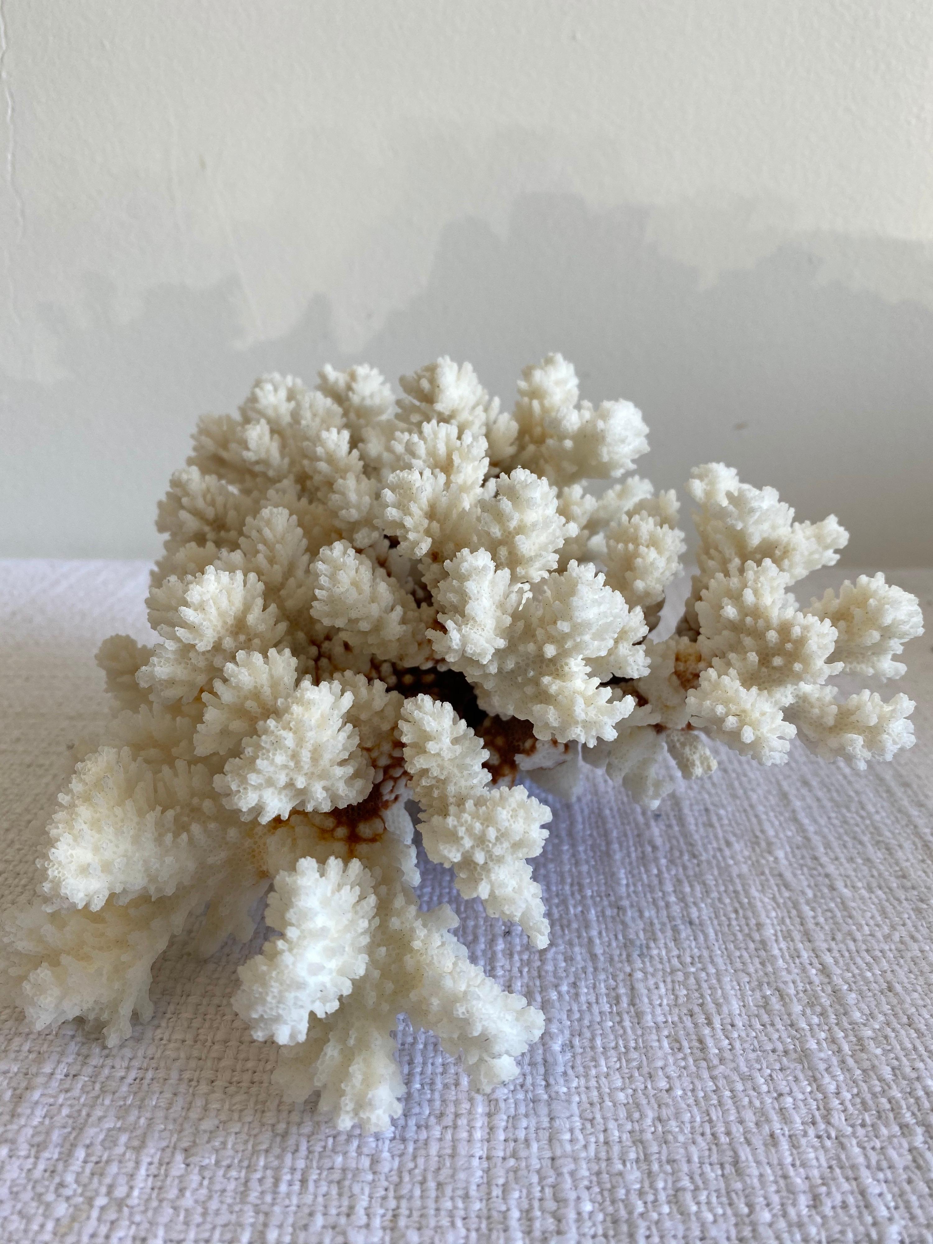 20th Century Natural White Coral