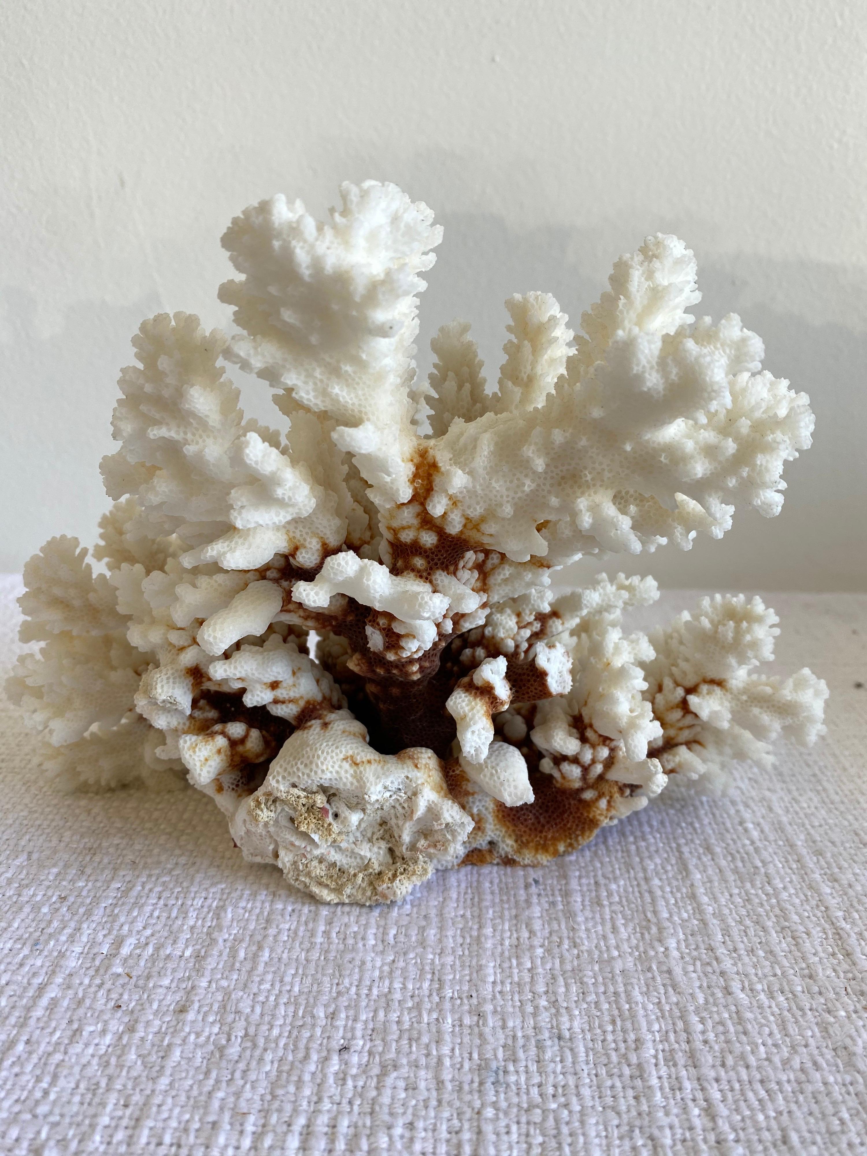 Natural White Coral 1