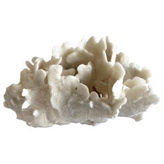 Natural White Coral 