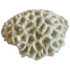 Natural White Coral 