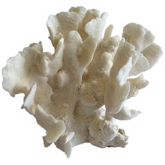 Natural White Coral