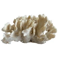 Natural White Coral