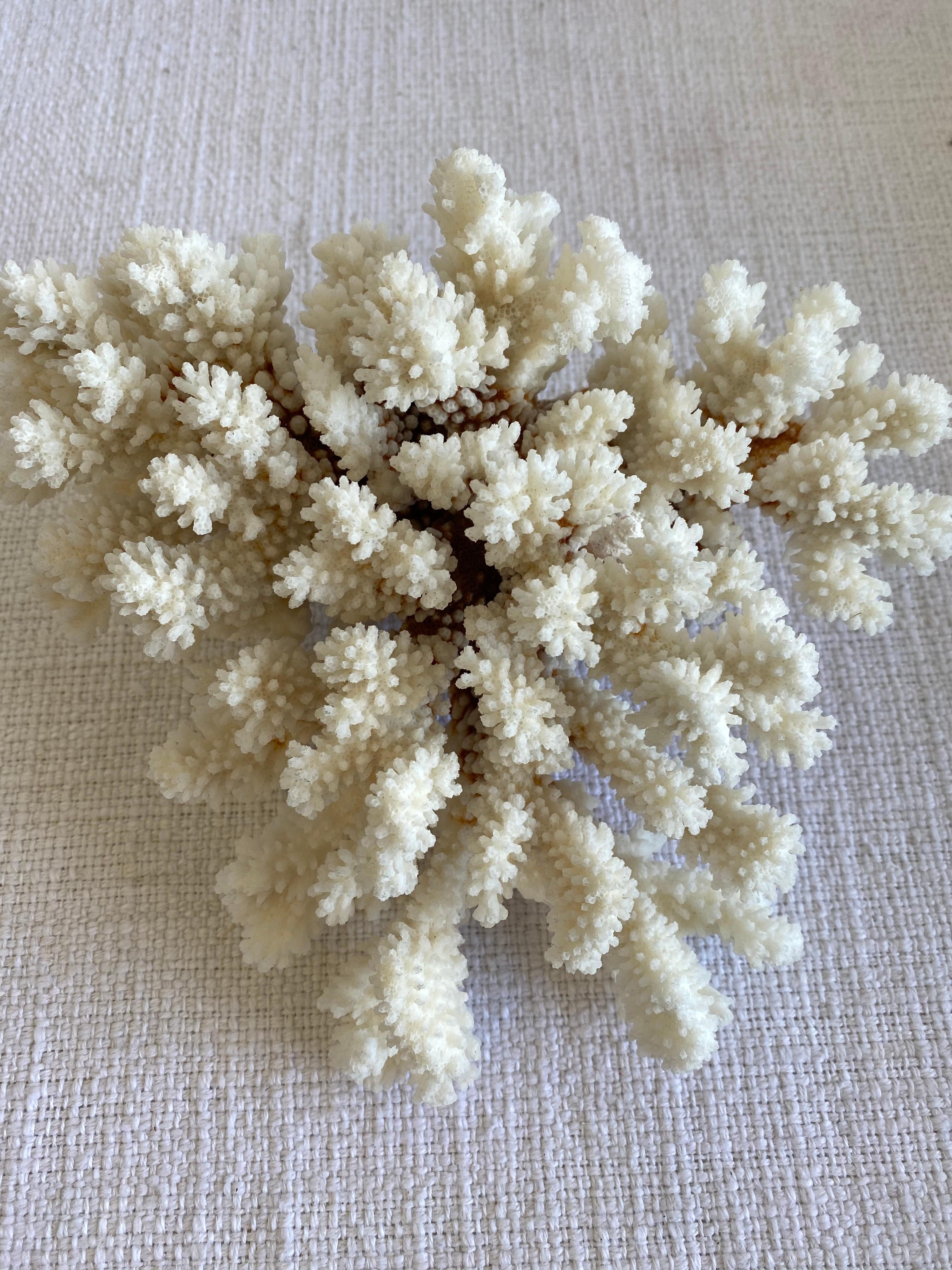 Beautiful natural white coral. 
This coral is real, not faux, and color is natural, not dyed.
Size: 9