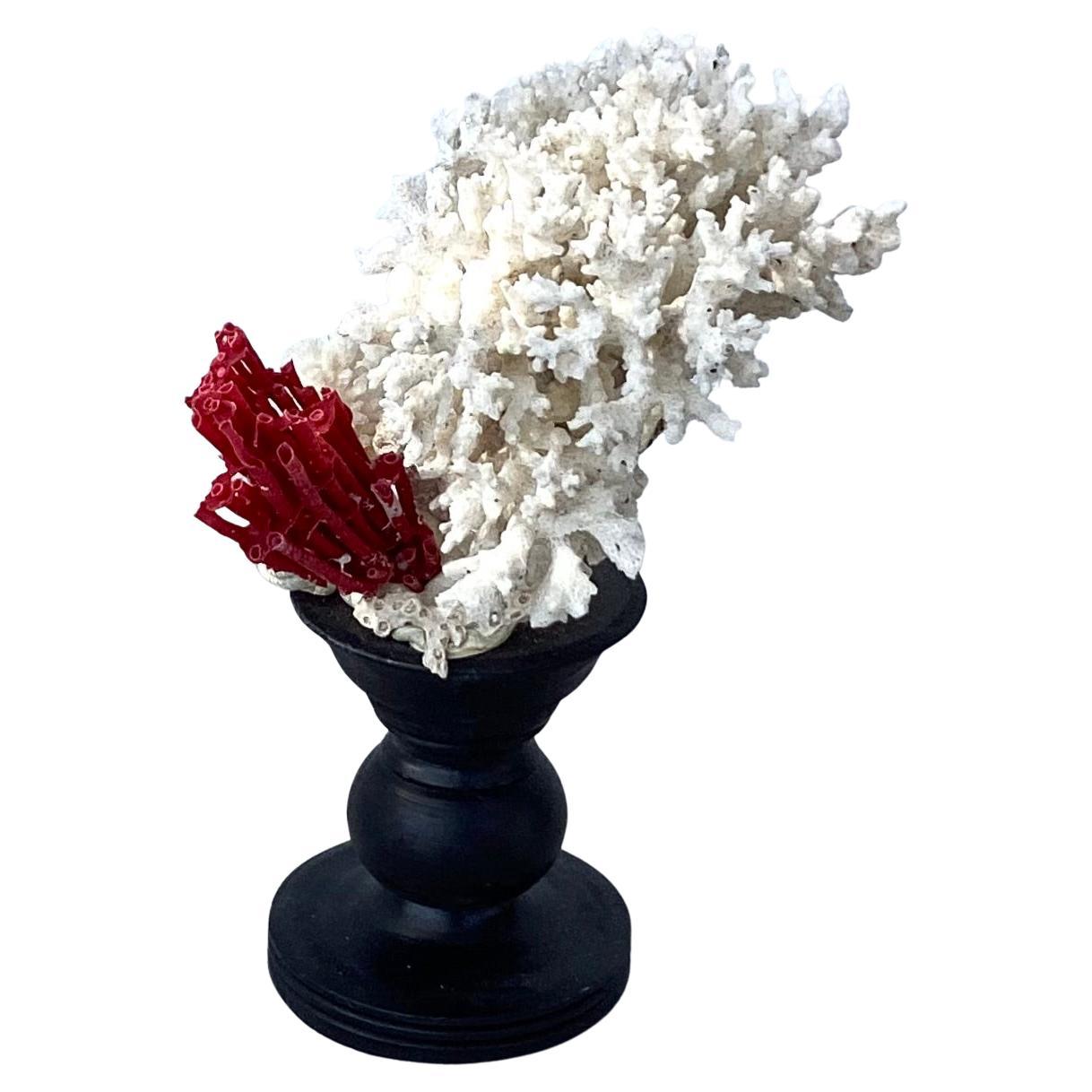 Organic Modern Natural White Coral Mounted on Black Wood Pedestal For Sale