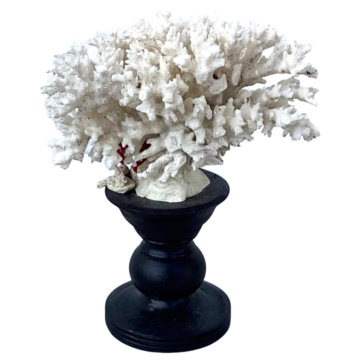 Italian Natural White Coral Mounted on Black Wood Pedestal For Sale