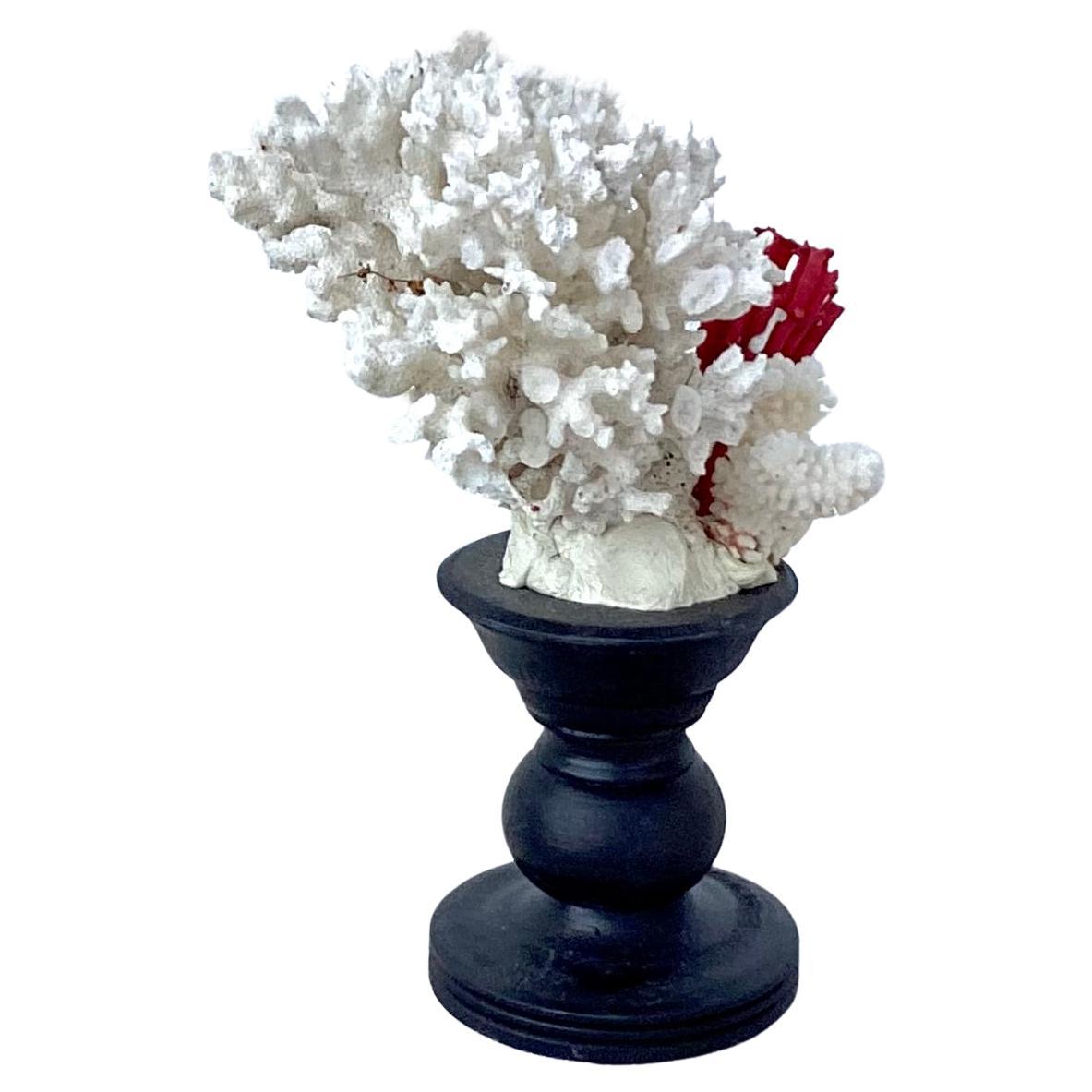 Natural White Coral Mounted on Black Wood Pedestal In Good Condition For Sale In Bradenton, FL