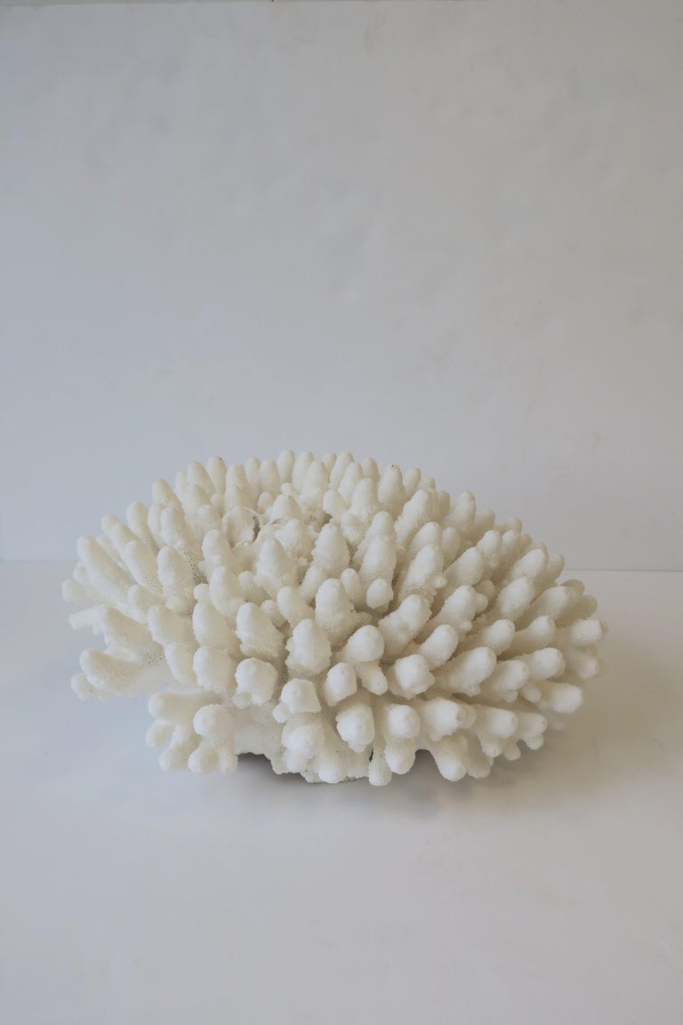 Natural White Coral Piece For Sale at 1stdibs