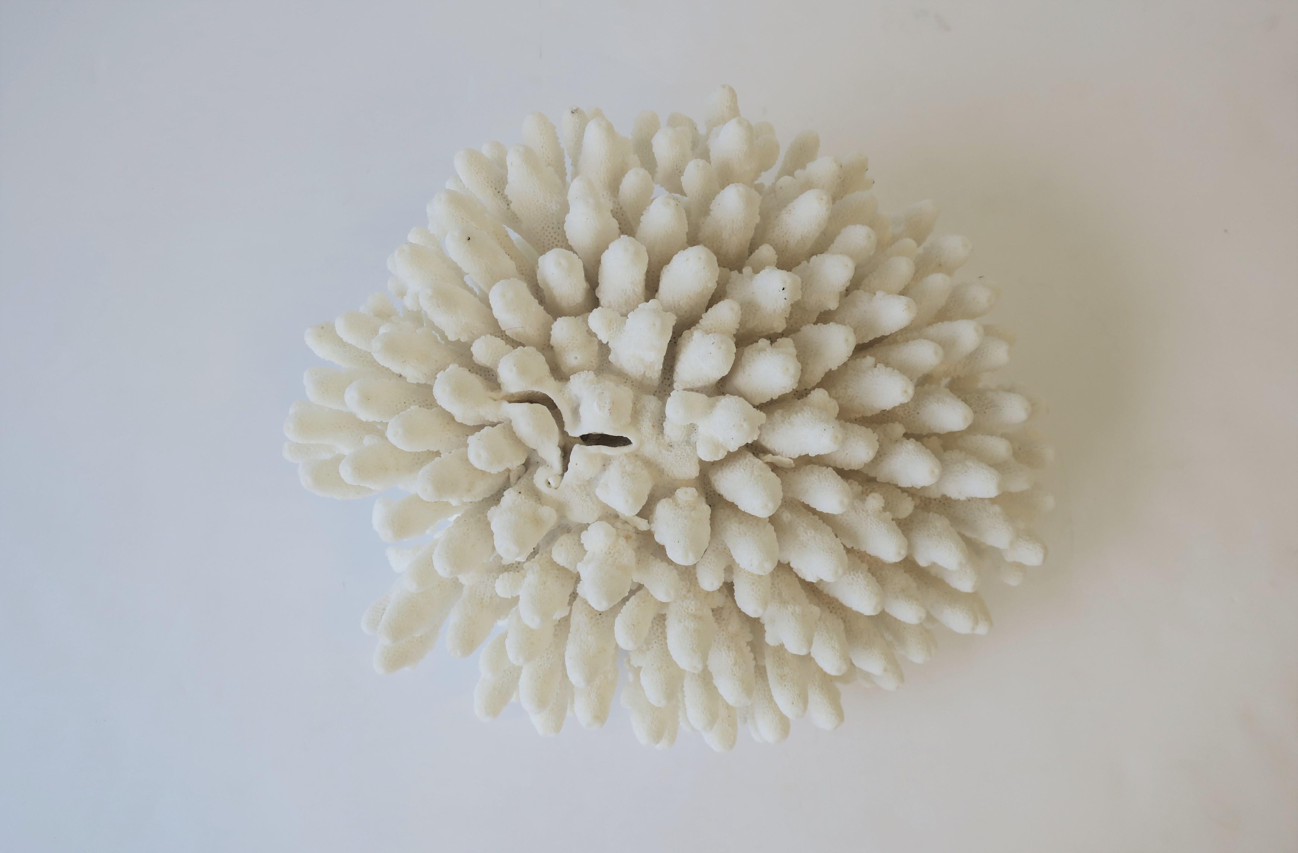 A very beautiful, relatively large, snow white, natural coral piece. 

Coral measures: 11.5