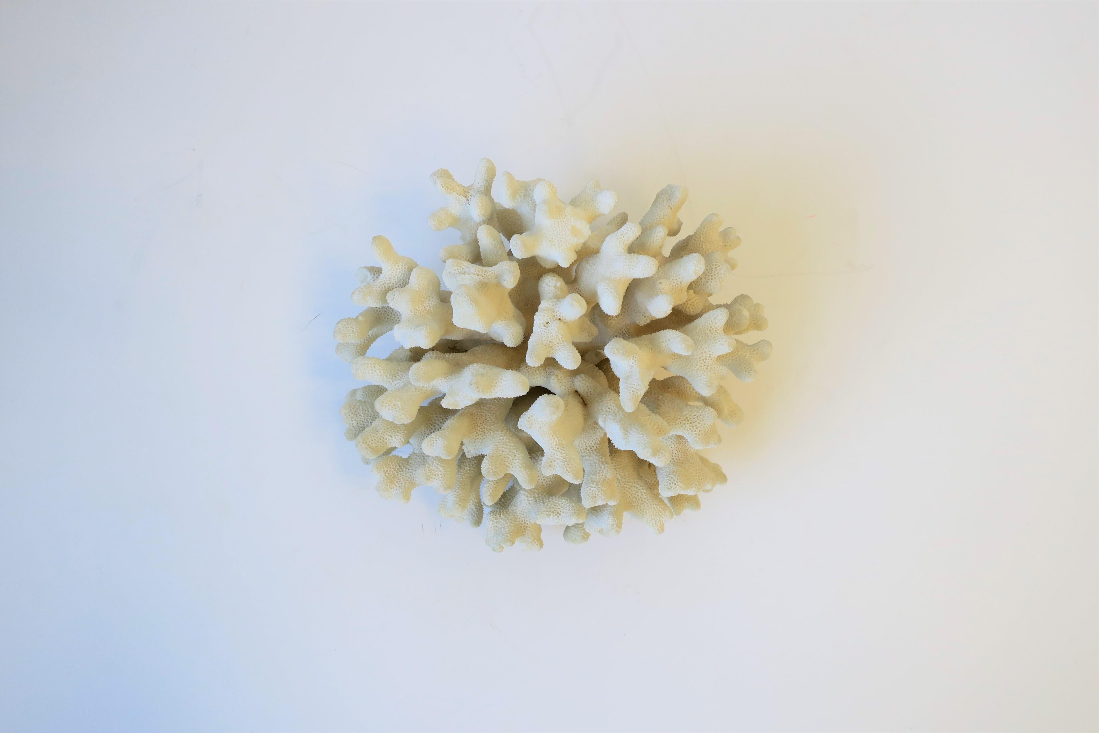 A beautiful white natural coral specimen piece. 

Coral measures: 5.5