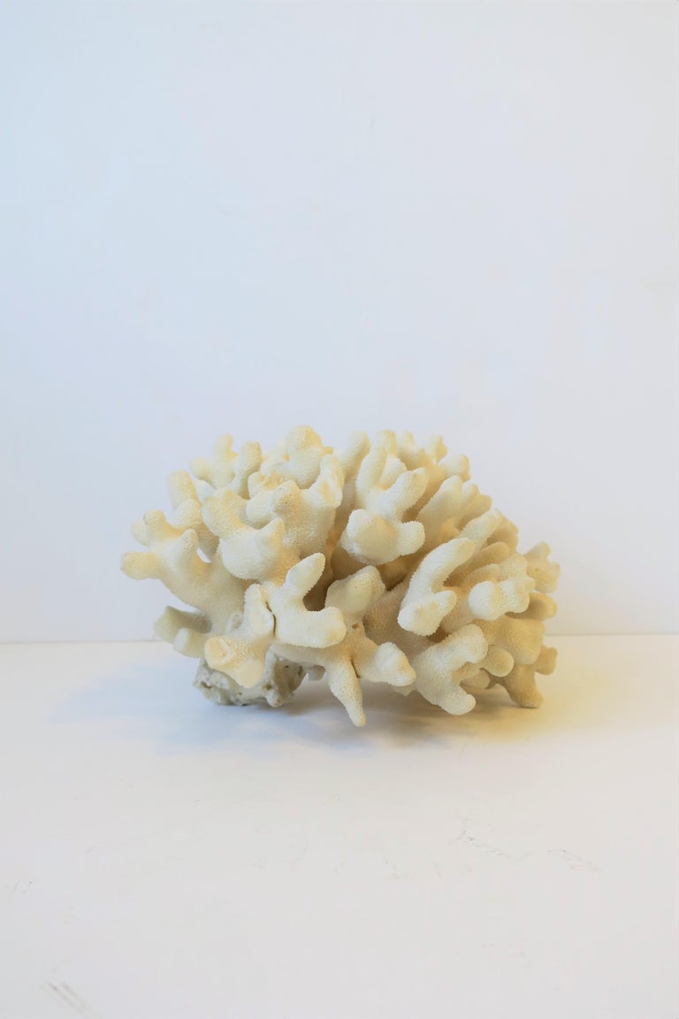 Natural White Coral Piece For Sale at 1stdibs