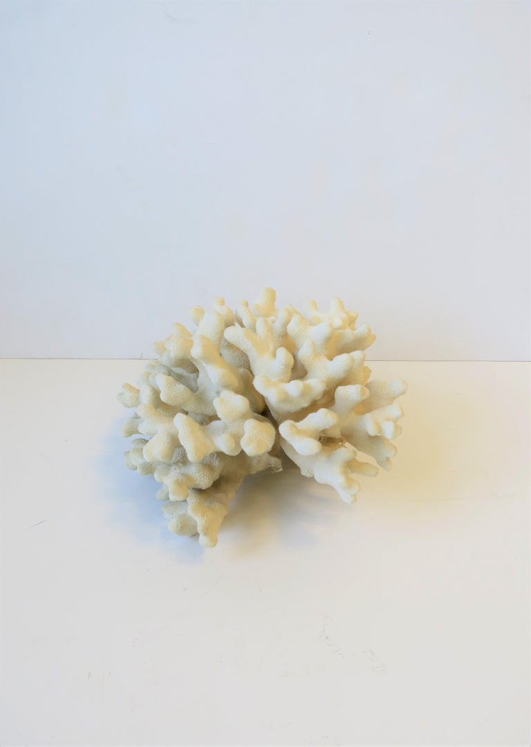 Natural White Coral Piece For Sale at 1stdibs