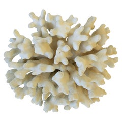 Coral Piece Natural White