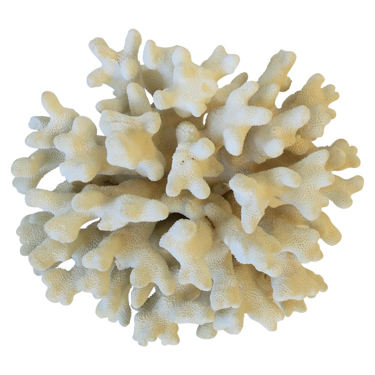 Natural White Coral Piece For Sale at 1stdibs