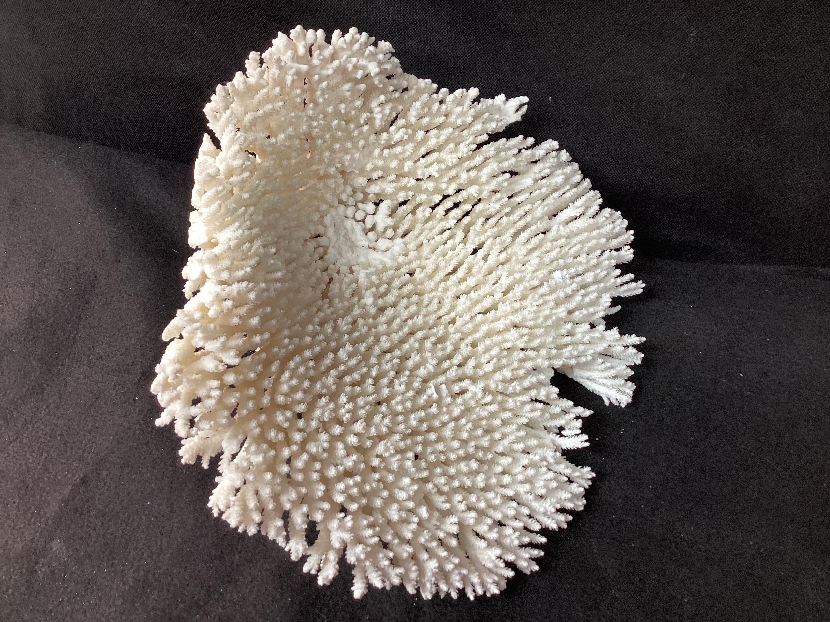 Natural White Coral Reef Specimen     #2 7