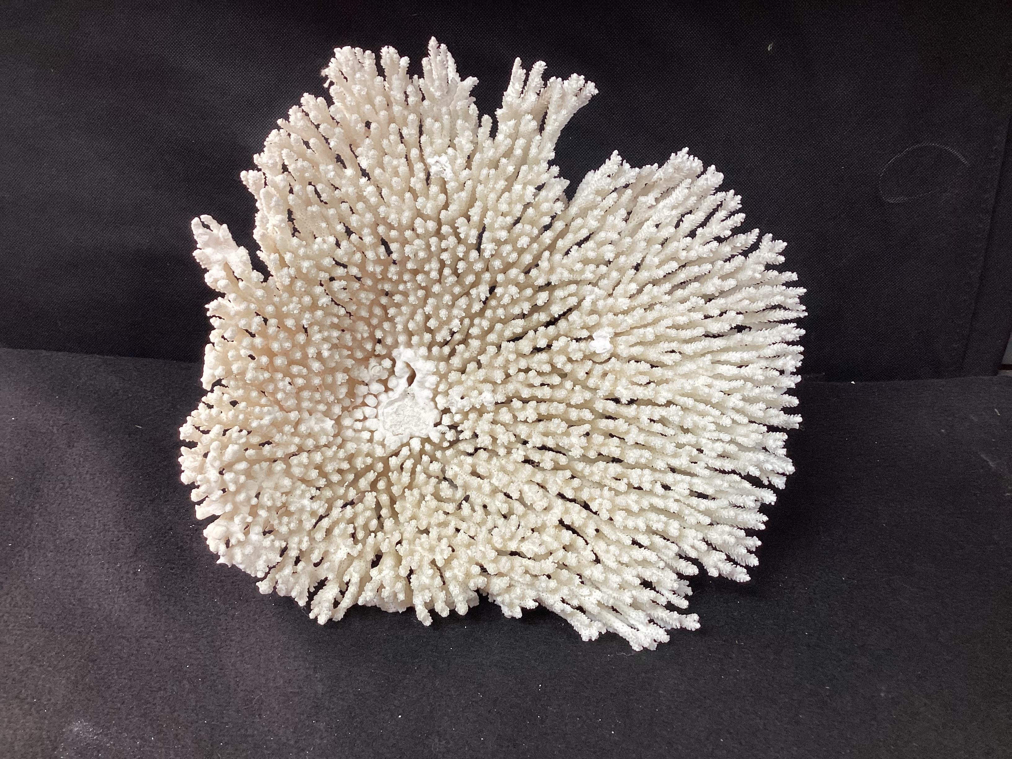 Natural White Coral Reef Specimen     #2 For Sale 8