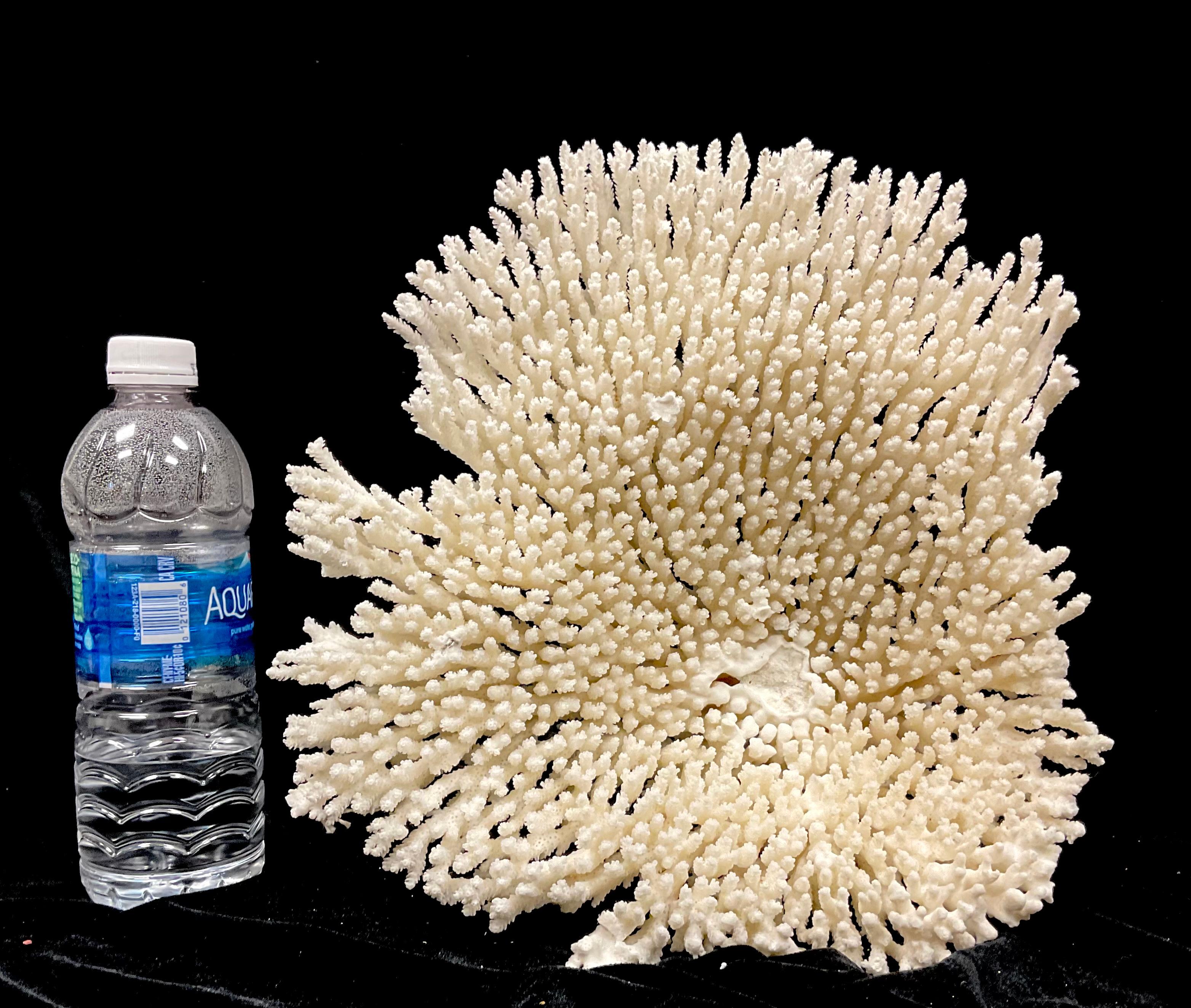 Natural White Coral Reef Specimen     #2 9