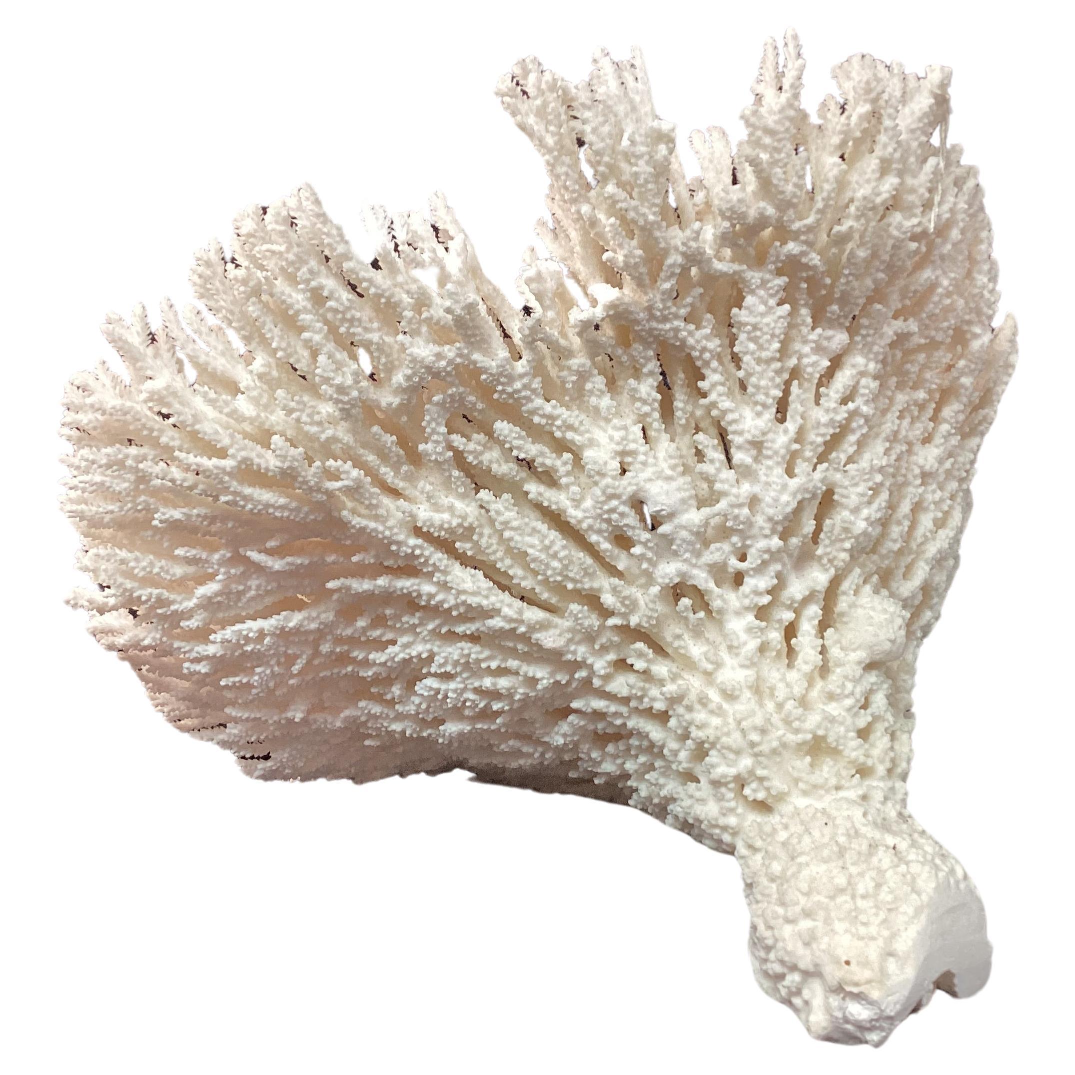 A rare natural white sea coral specimen. Color is a natural white. Flat underside for easy display. This specimen is a great size for displaying in any decor.