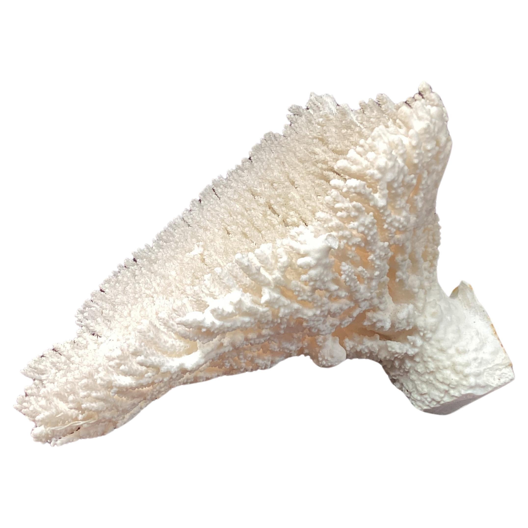 Organic Modern Natural White Coral Reef Specimen     #2 For Sale