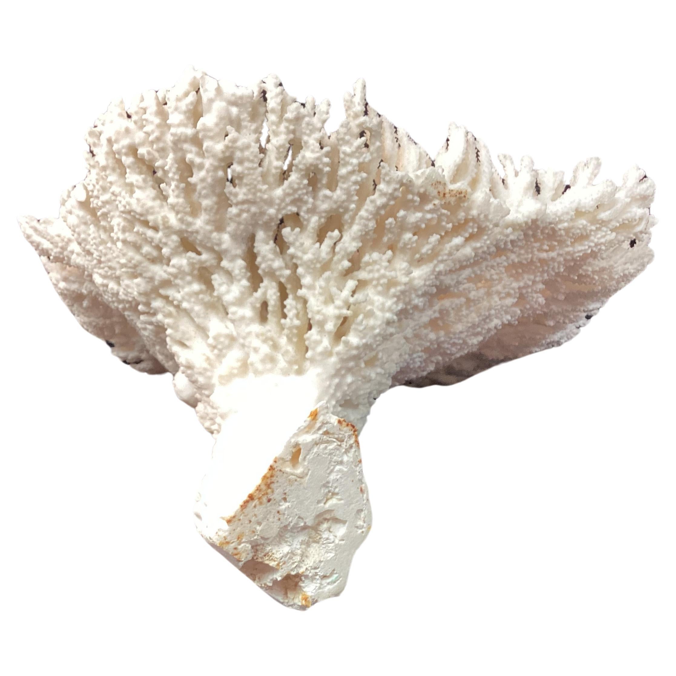 Natural White Coral Reef Specimen     #2 In Good Condition For Sale In Bradenton, FL