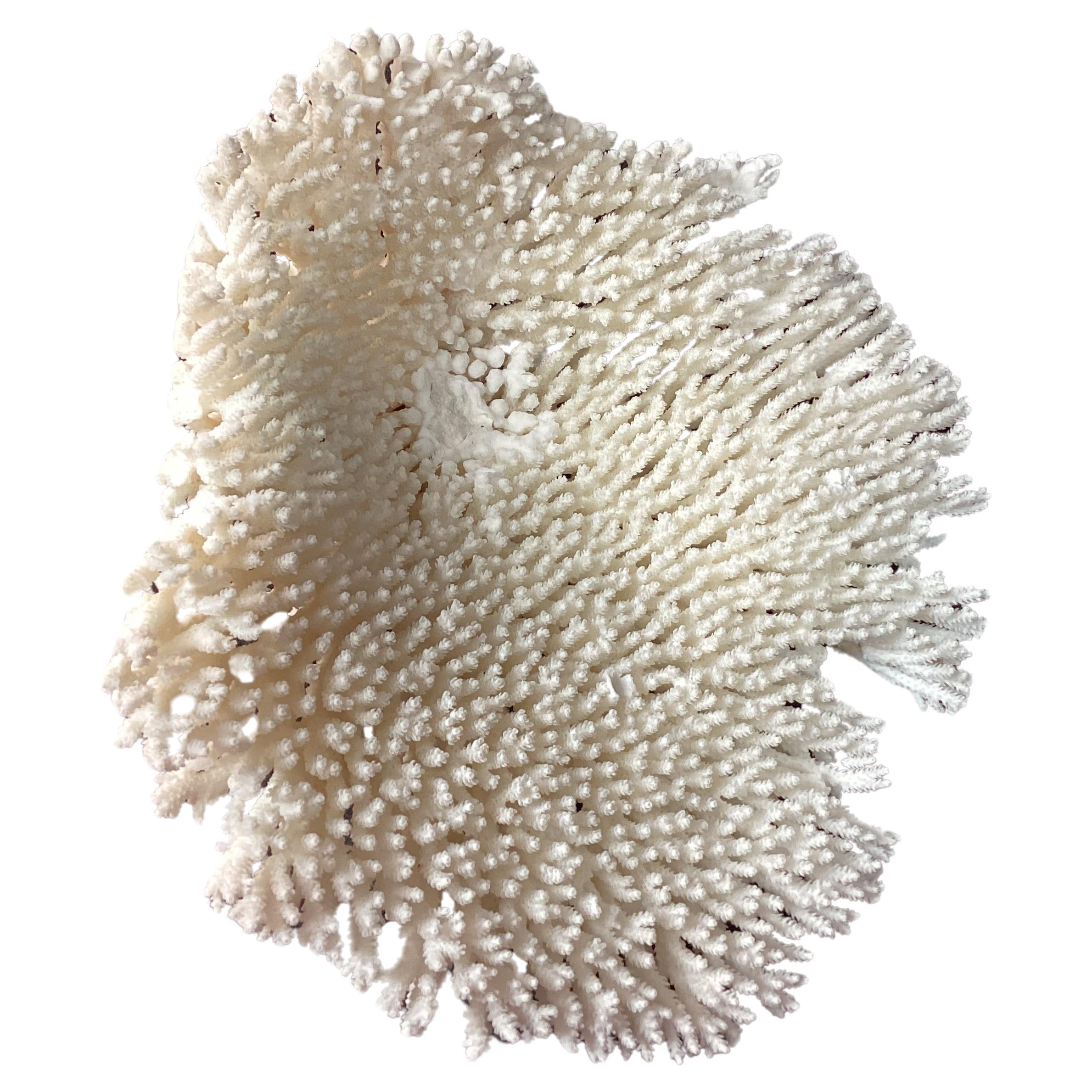 20th Century Natural White Coral Reef Specimen     #2 For Sale