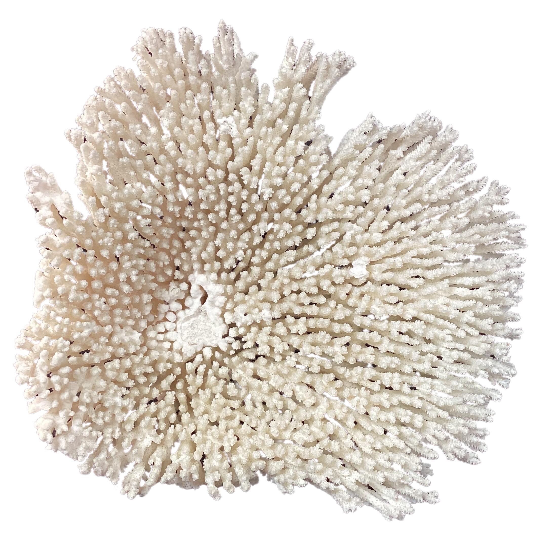 Natural White Coral Reef Specimen     #2 For Sale 1
