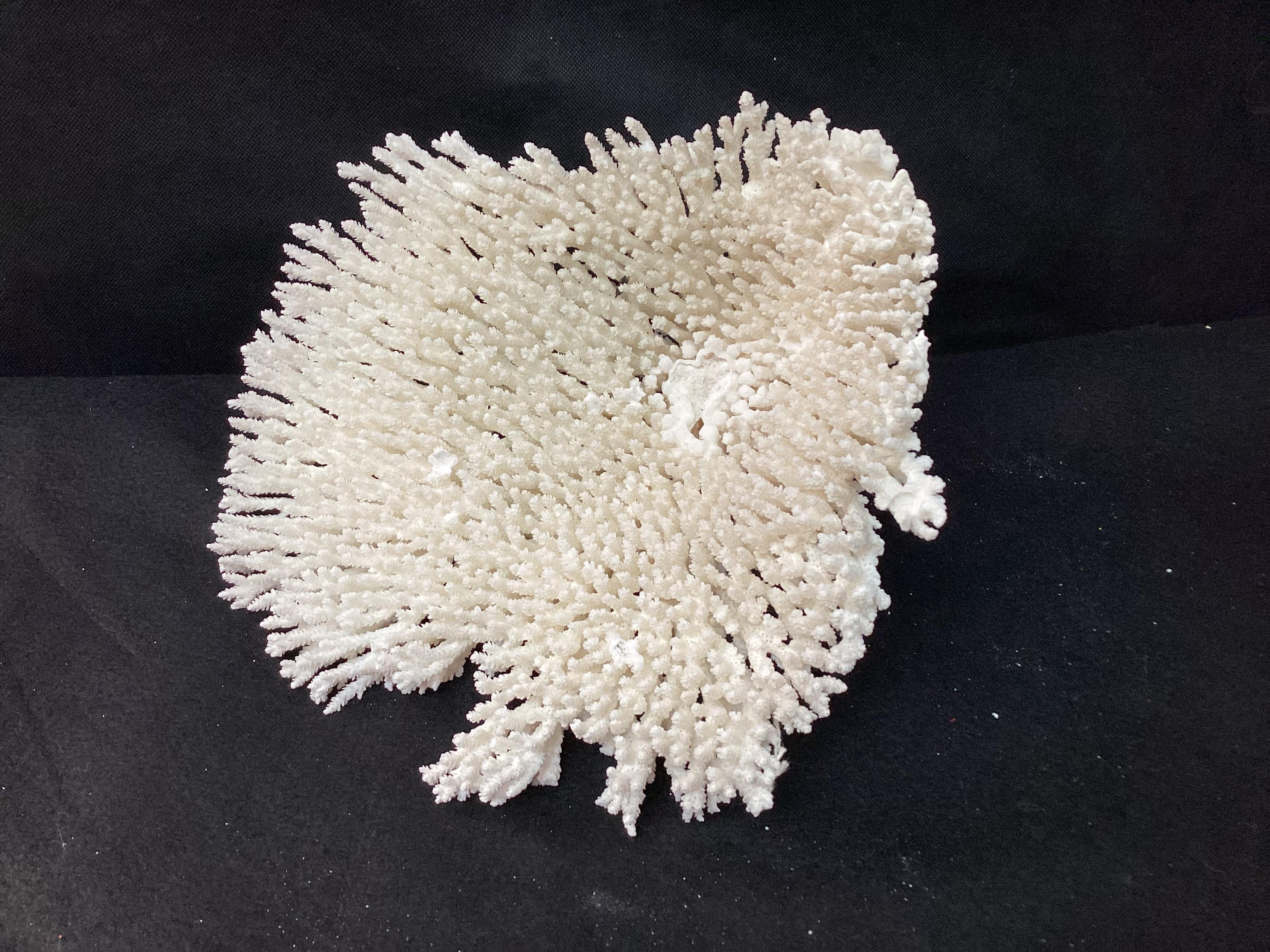 Natural White Coral Reef Specimen     #2 For Sale 3
