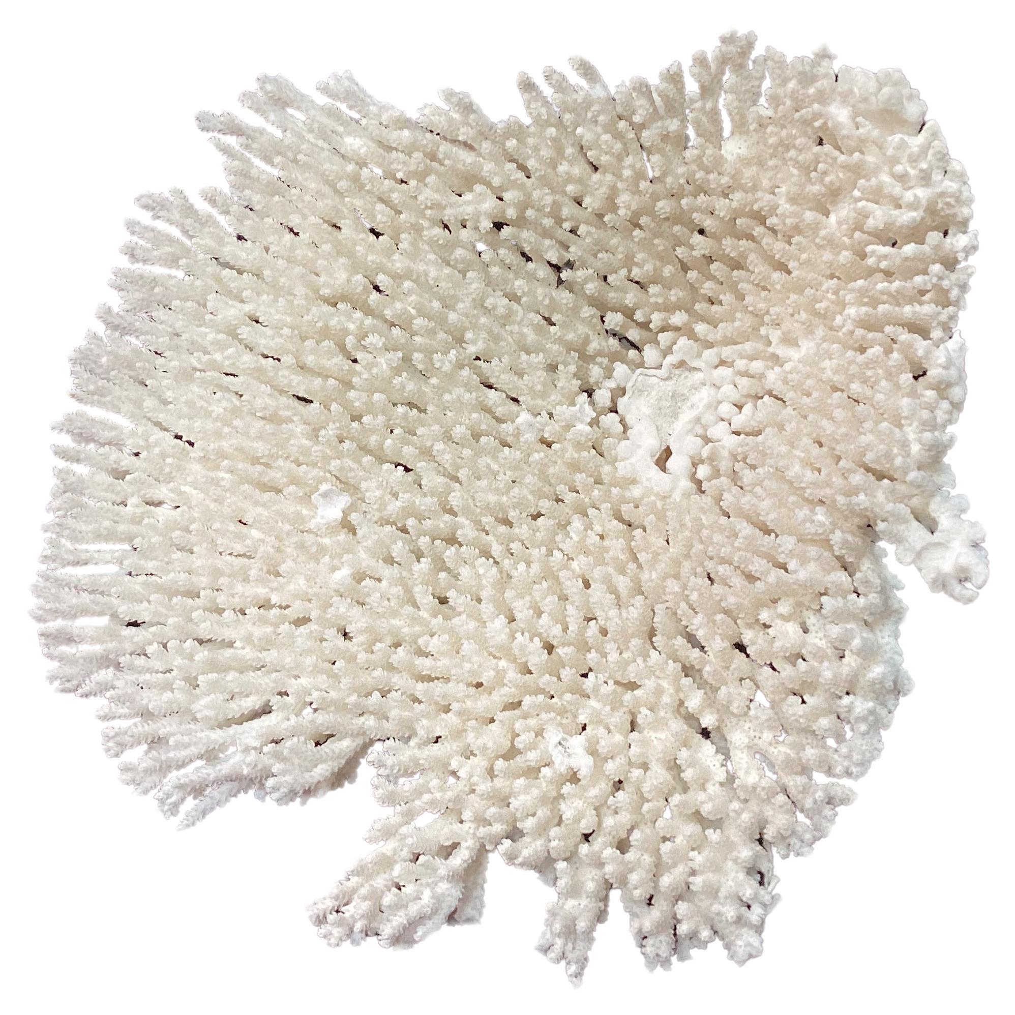 Natural White Coral Reef Specimen     #2 For Sale