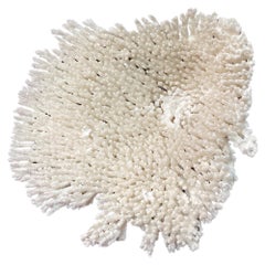 Natural White Coral Reef Specimen     #2