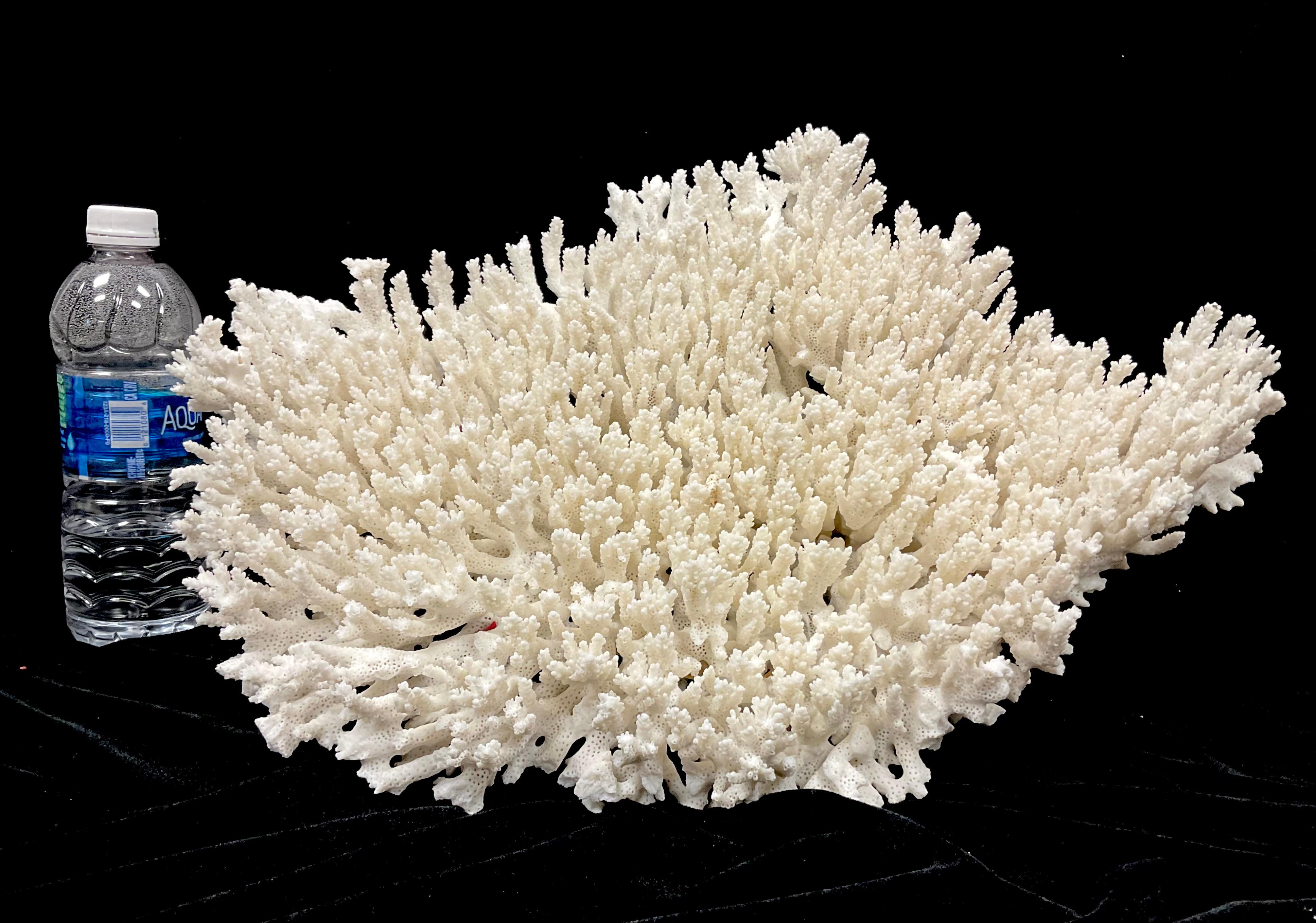 Natural White Coral Reef Specimen     #3 For Sale 6