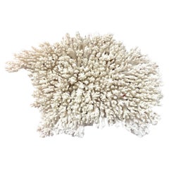Natural White Coral Reef Specimen #3
