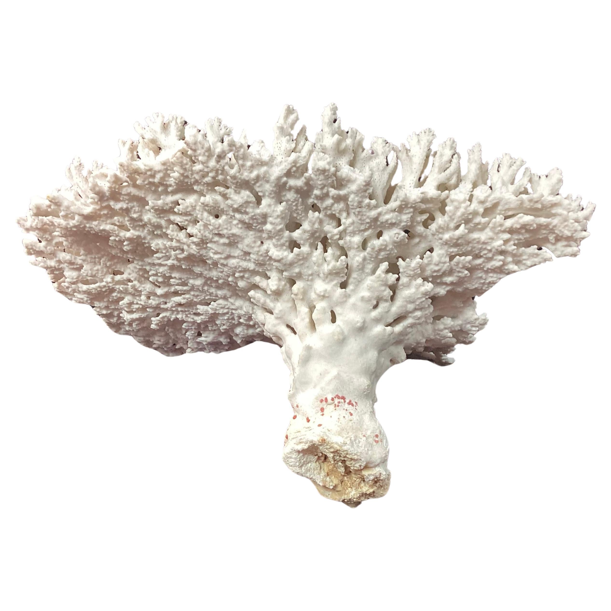 Organic Modern Natural White Coral Reef Specimen     #3 For Sale