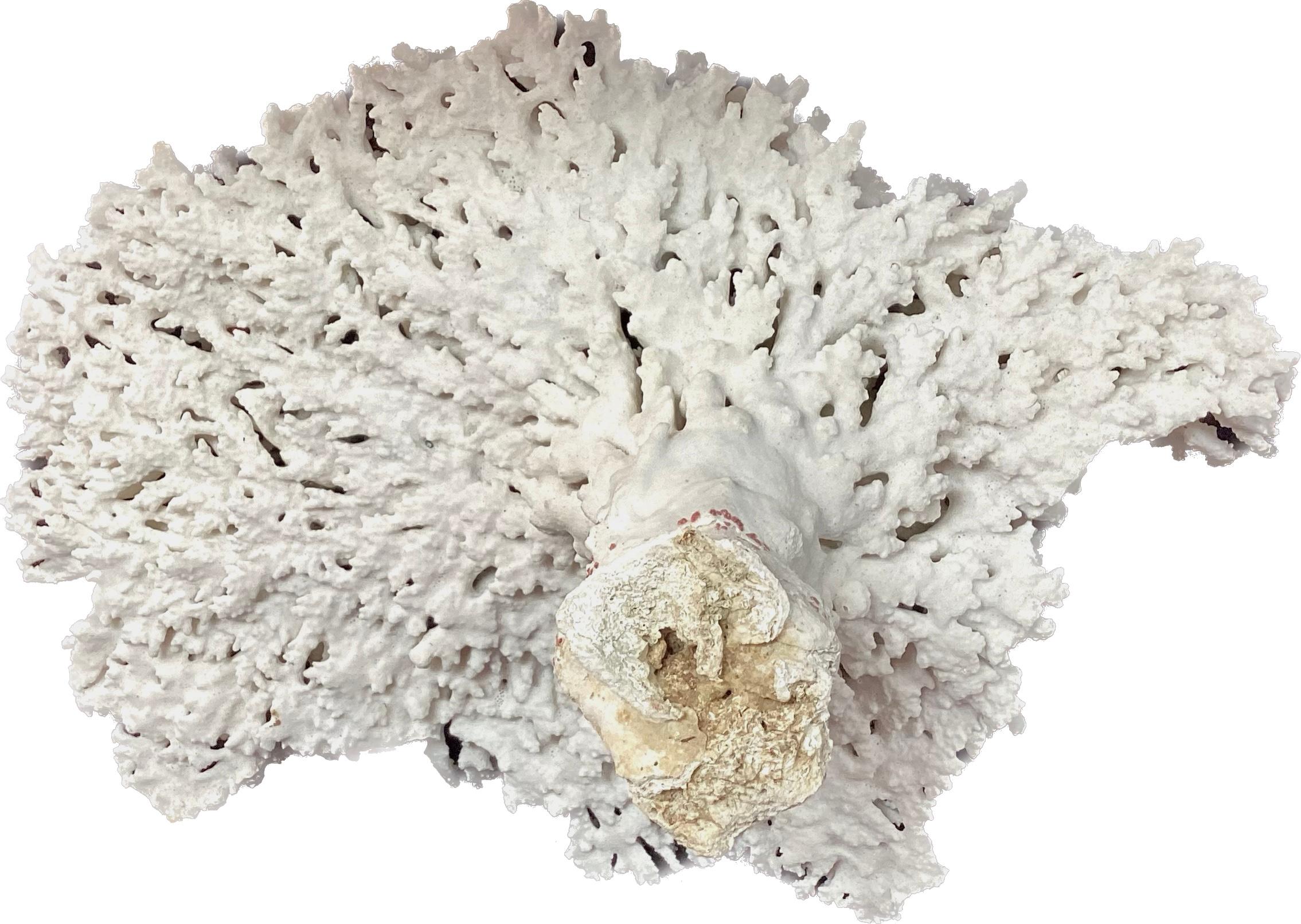 20th Century Natural White Coral Reef Specimen     #3