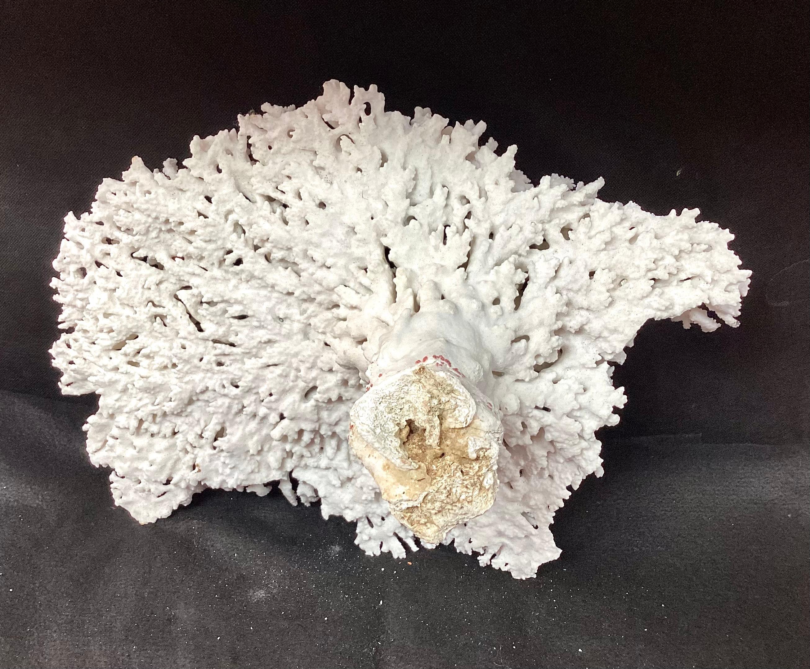 Natural White Coral Reef Specimen     #3 For Sale 2