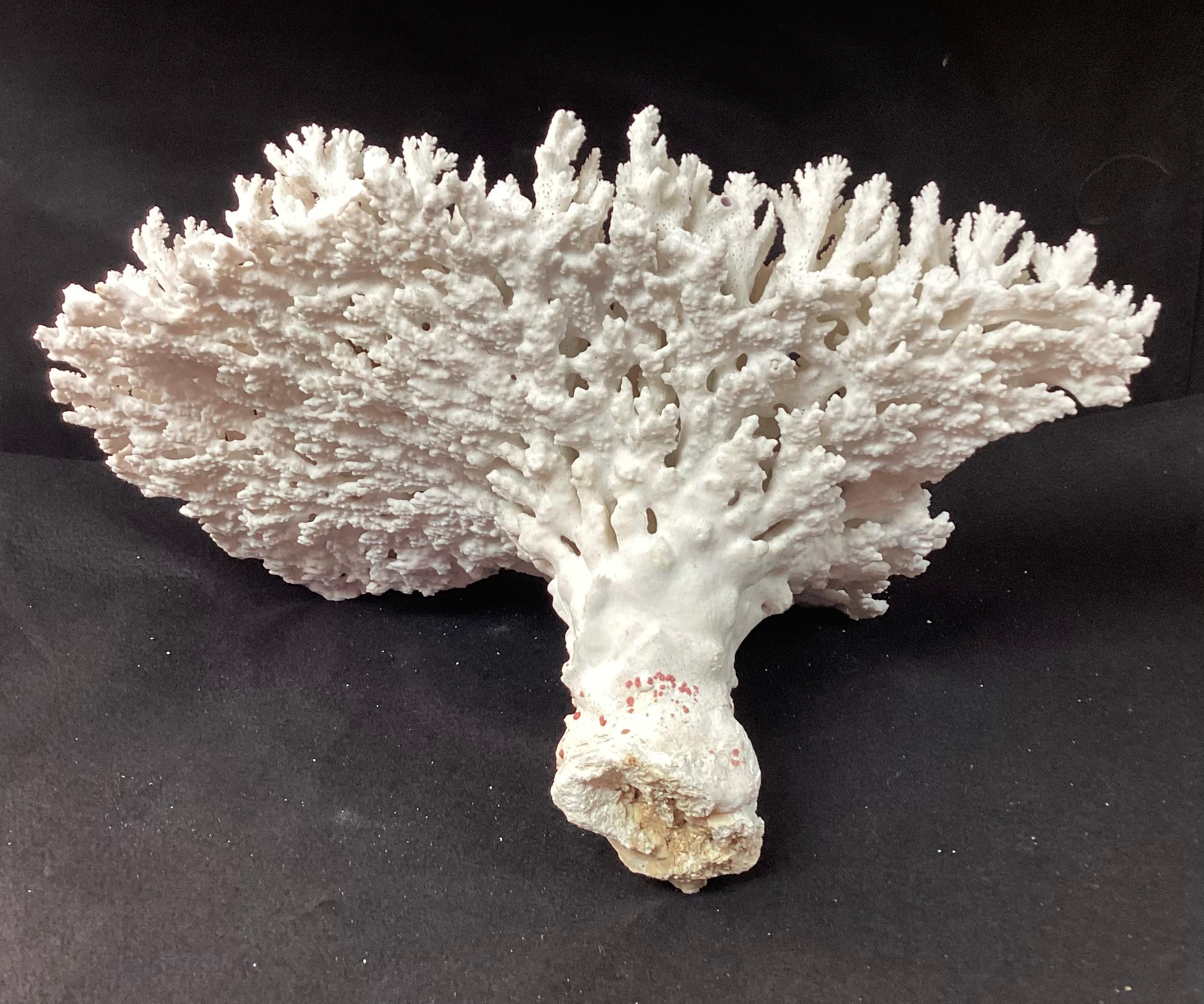 Natural White Coral Reef Specimen     #3 For Sale 3