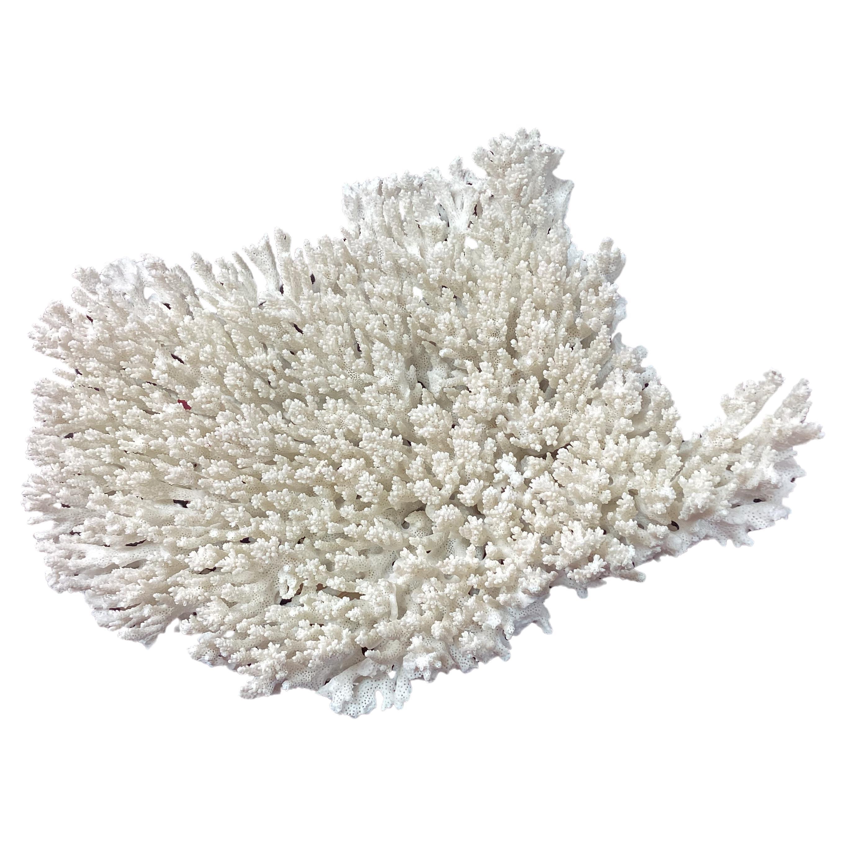 Natural White Coral Reef Specimen     #3 For Sale