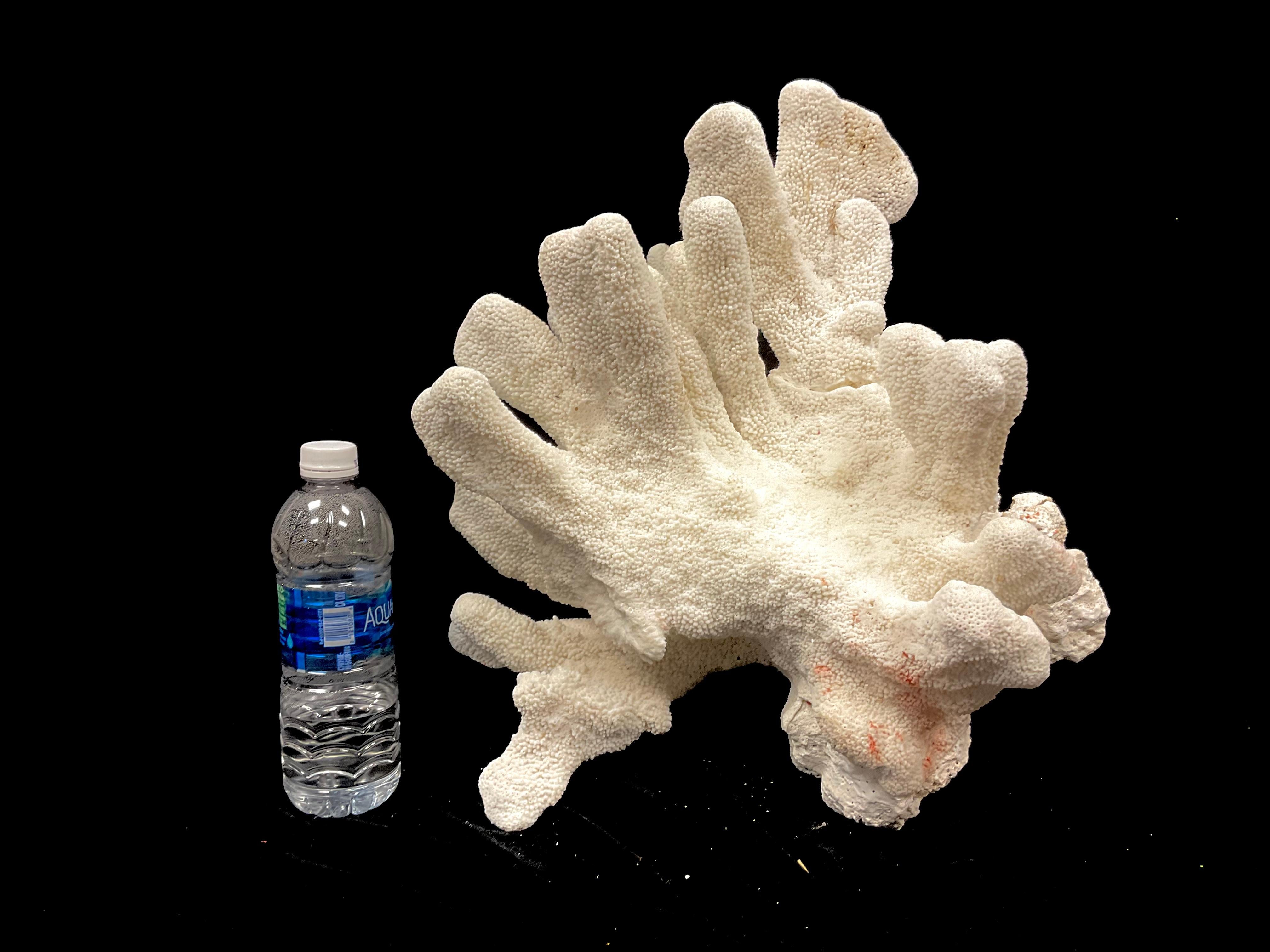 Natural White Coral Reef Specimen     #5 For Sale 5