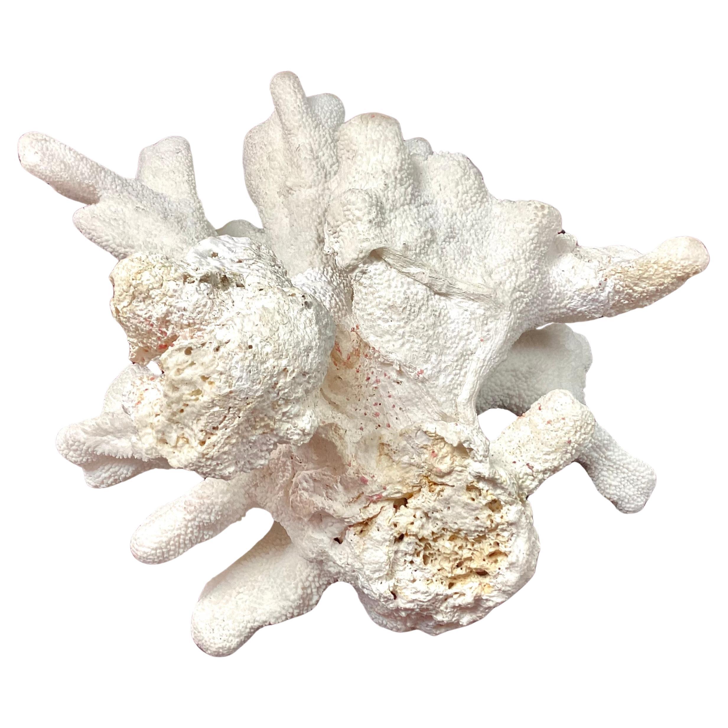 A rare natural white sea coral specimen. Color is a natural white. Flat underside for easy display. This specimen is a great size for displaying in any decor.