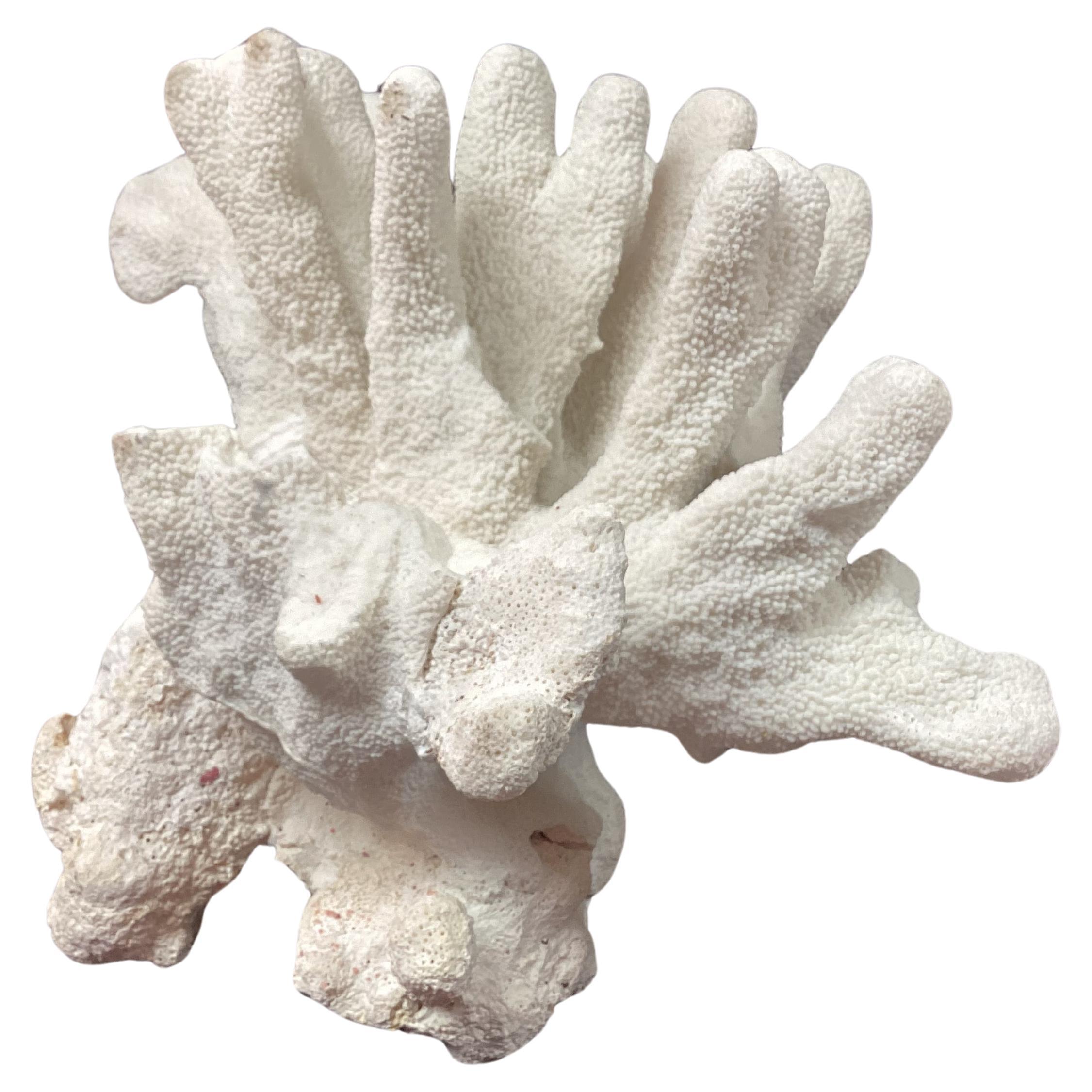 coral specimen