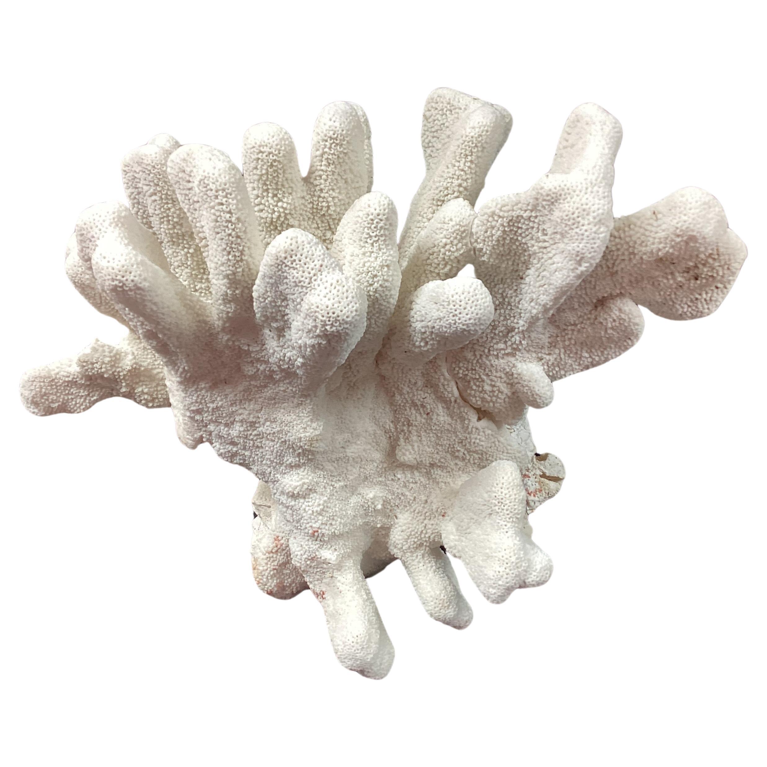 Organic Modern Natural White Coral Reef Specimen     #5 For Sale