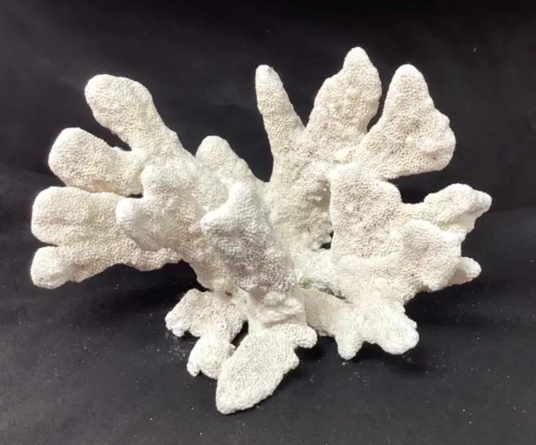 American Natural White Coral Reef Specimen     #5 For Sale