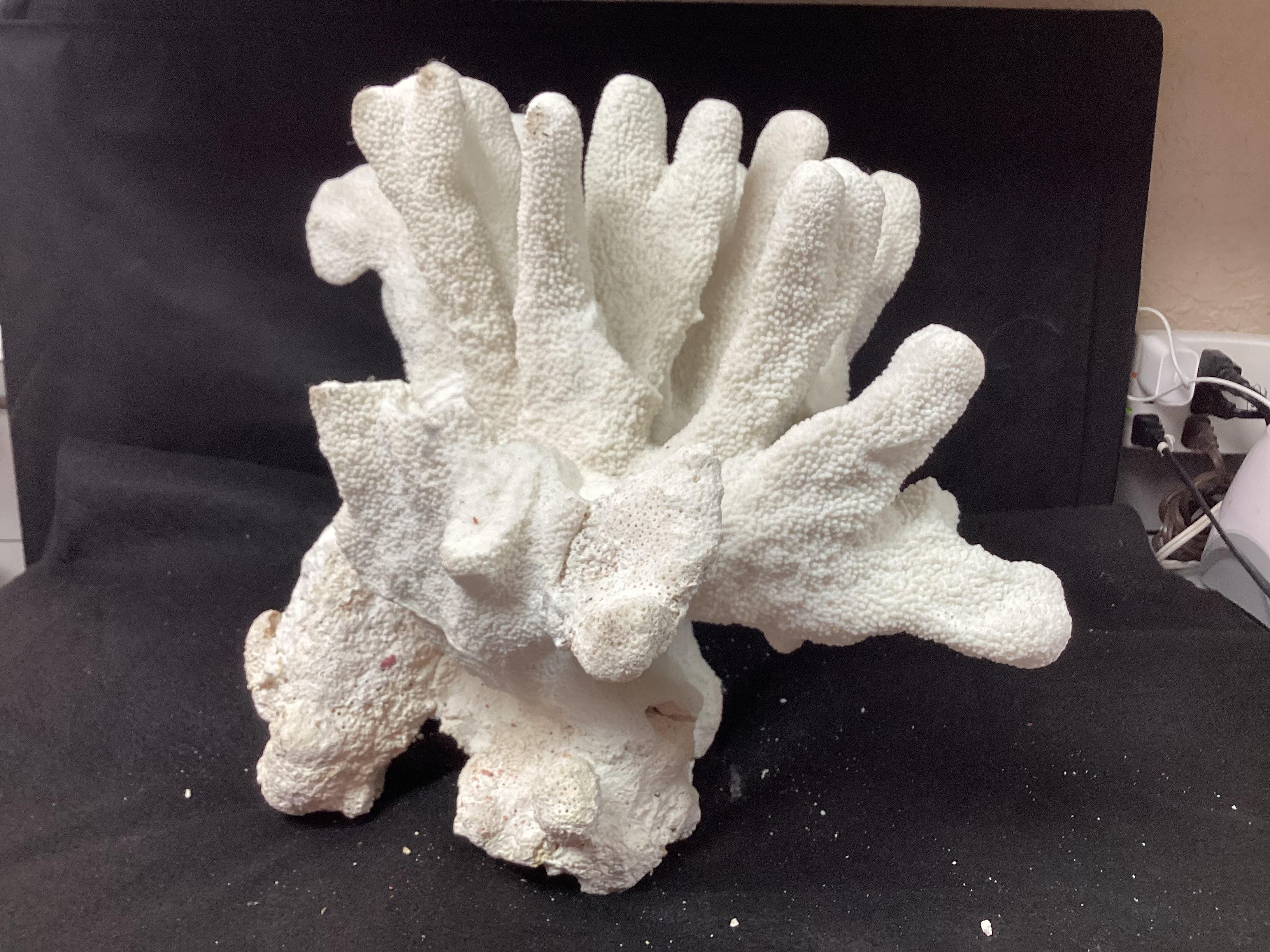20th Century Natural White Coral Reef Specimen     #5 For Sale
