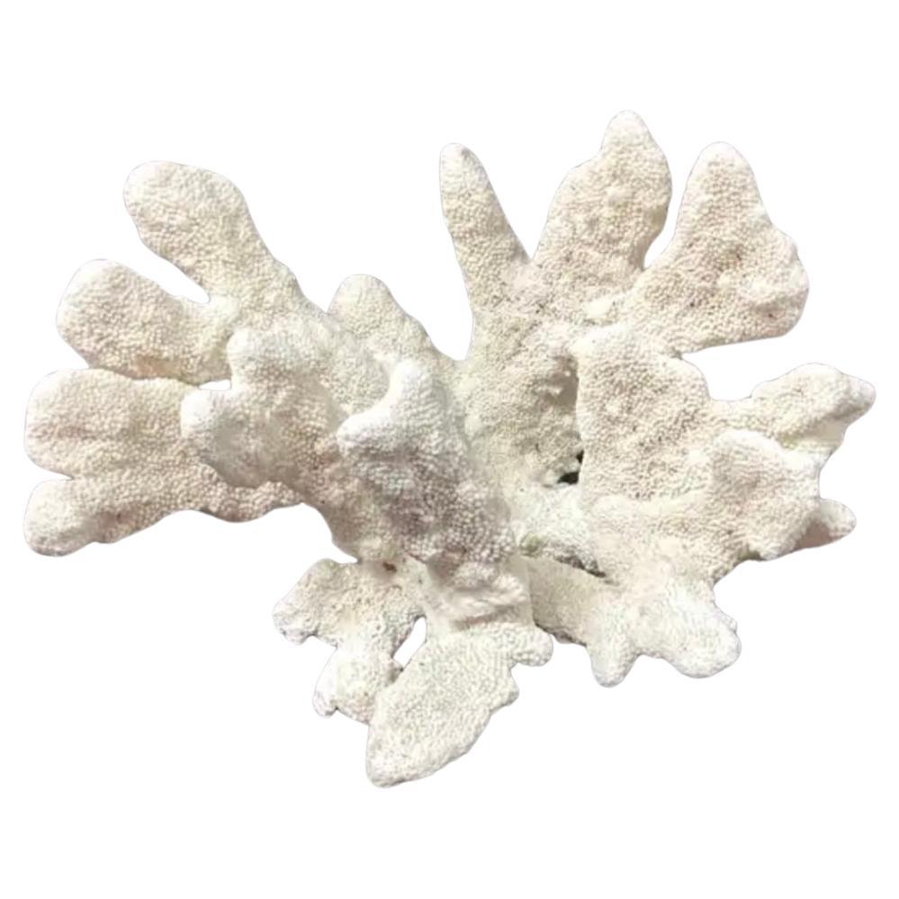 Espécimen de arrecife de coral blanco natural     #5