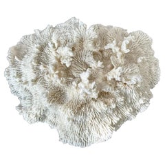 Natural White Coral Reef Specimen #7
