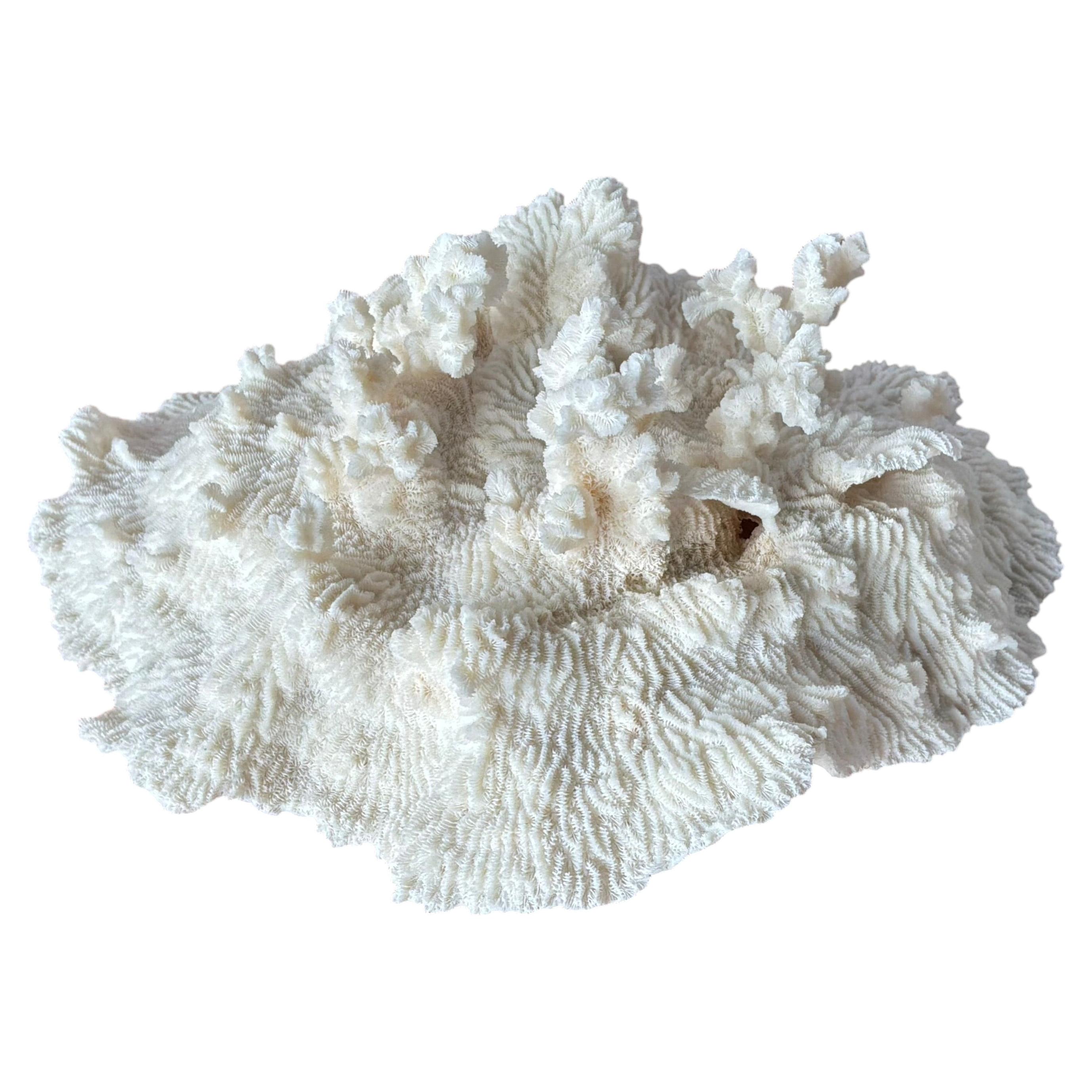 Natural White Coral Reef Specimen #7 For Sale