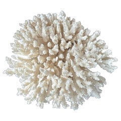 Esemplare di barriera corallina bianca naturale n. 8