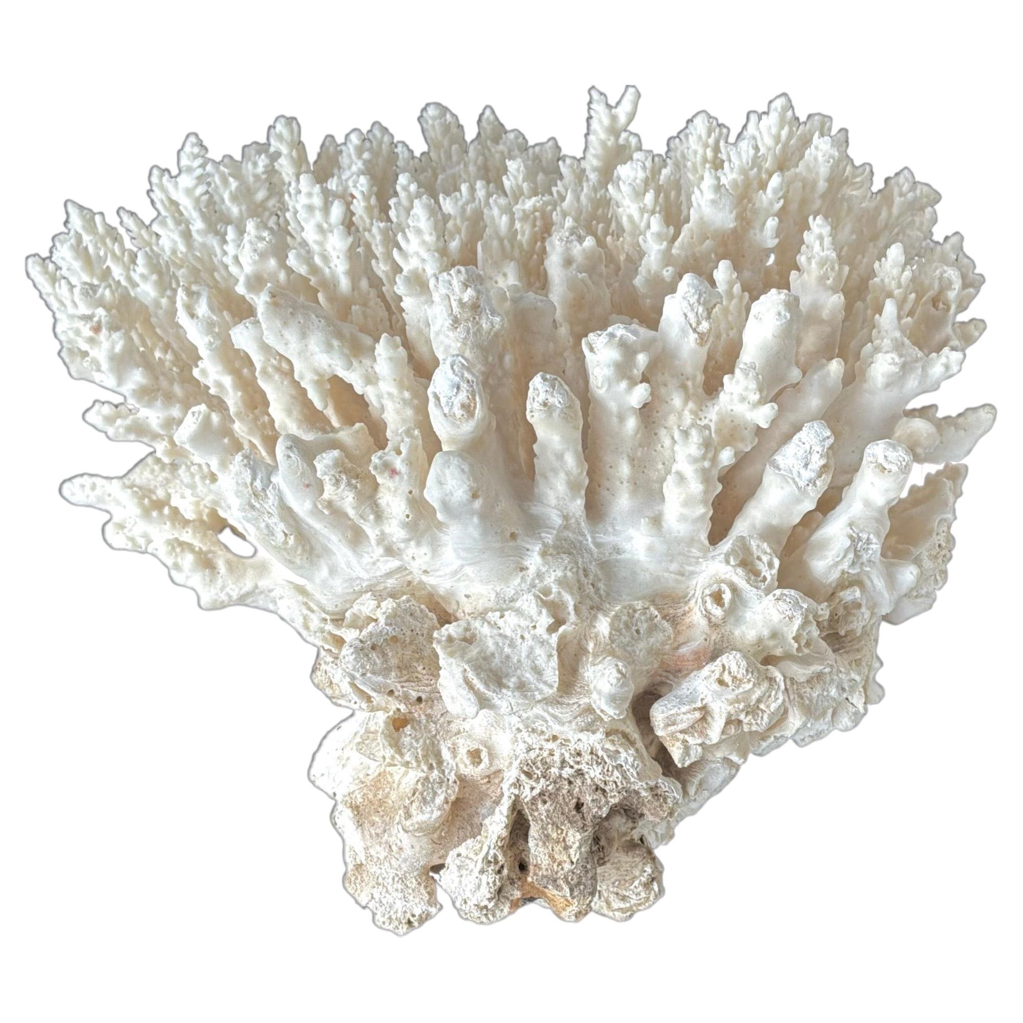 Spécimen de récif de corail blanc naturel n° 8