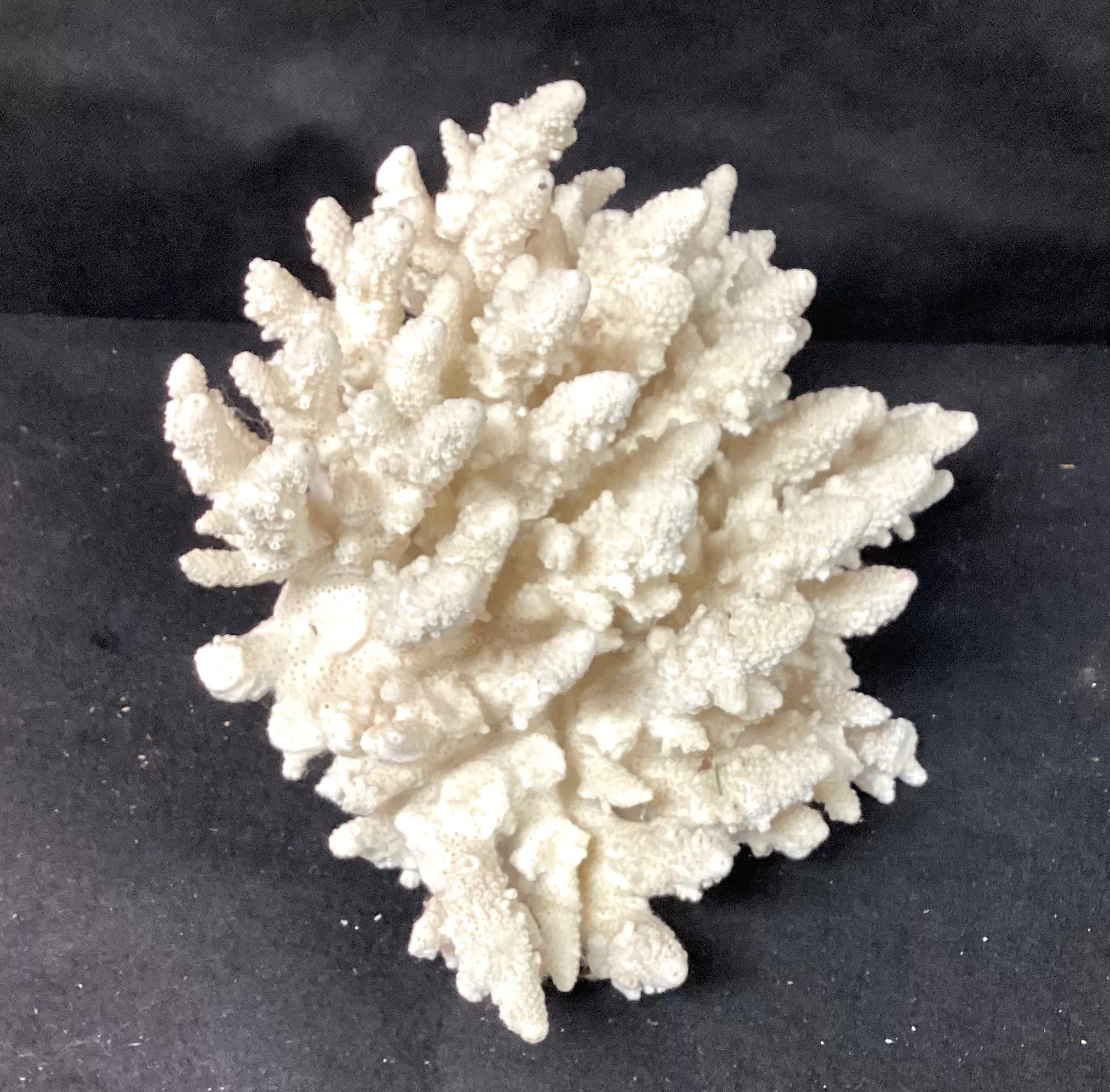 A rare natural white sea coral specimen. Color is a natural white. Flat underside for easy display. This specimen is a great size for displaying in any decor.
