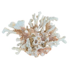 Natural White Coral Reef Specimen #5