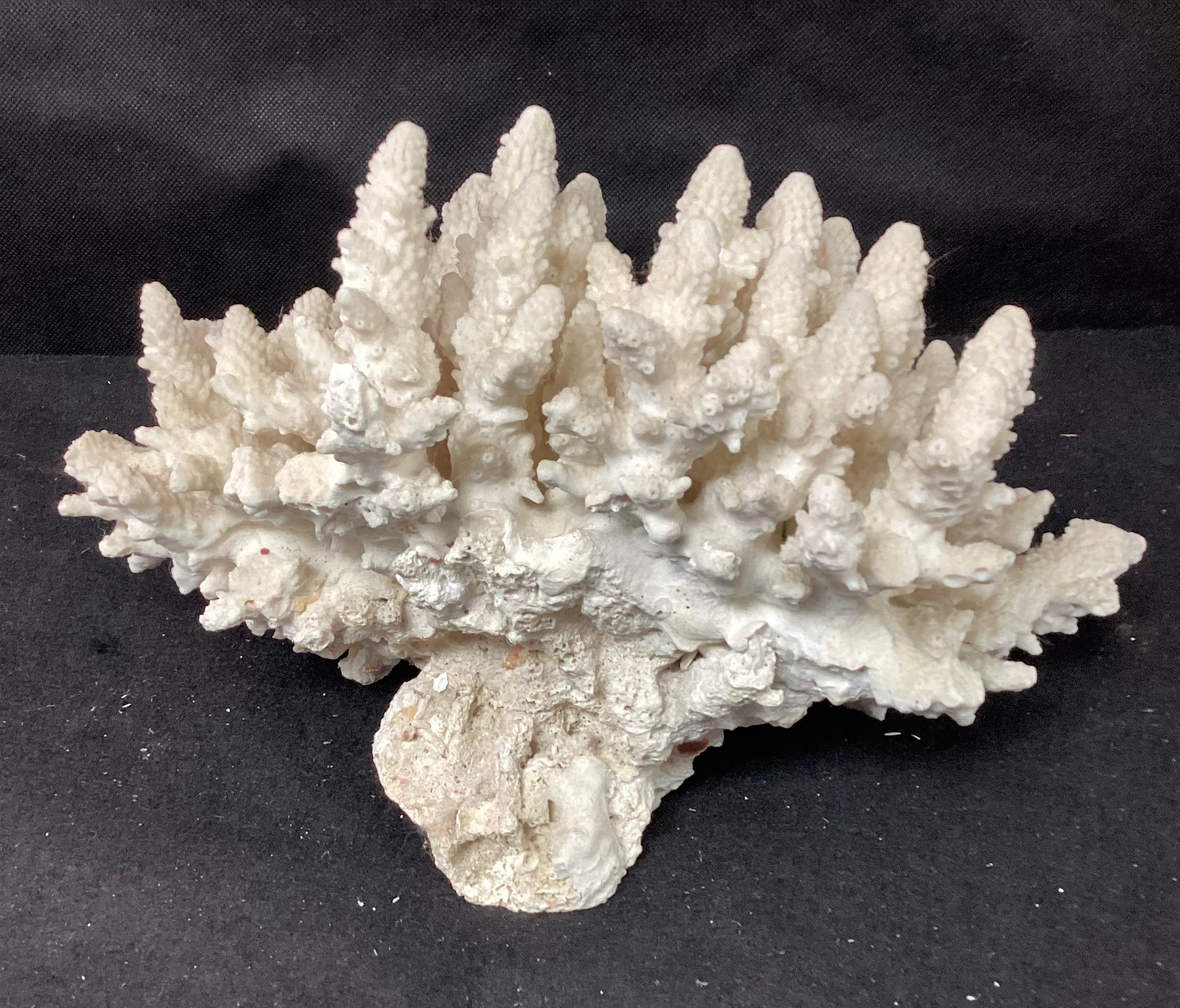 Organic Modern Natural White Coral Reef Specimen